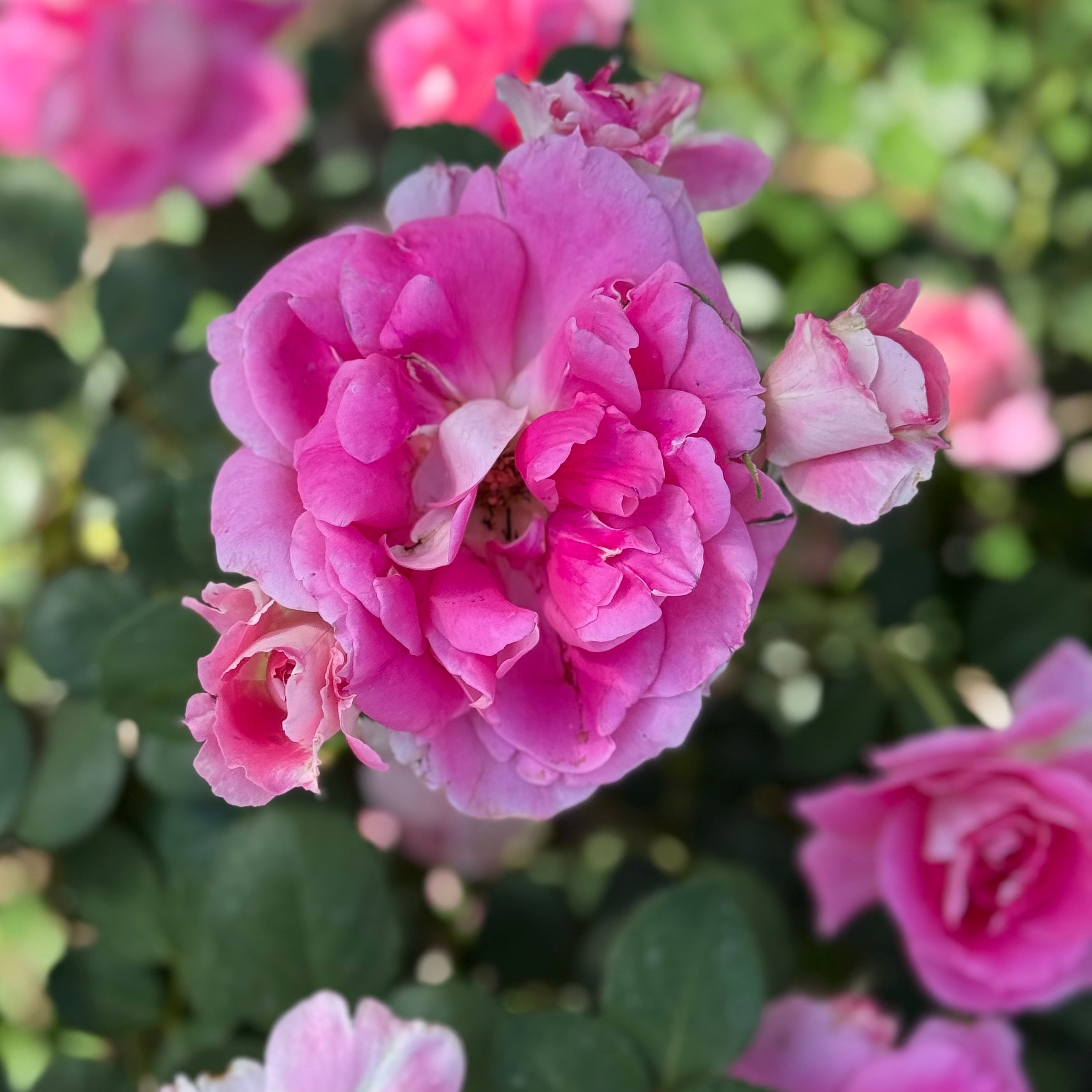 Brilliant Pink Iceberg Potted Rose Bush