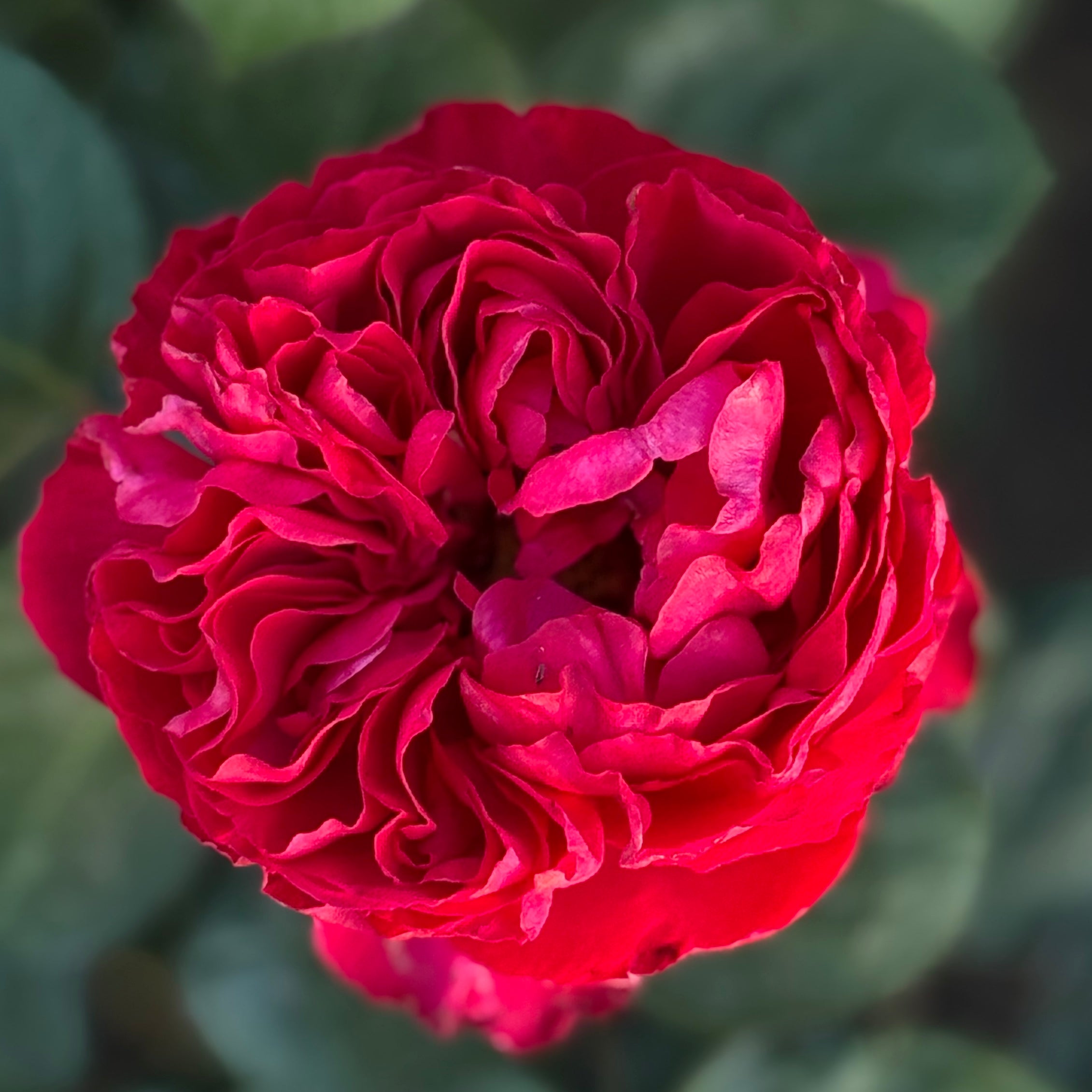 Traviata® Potted Rose Bush