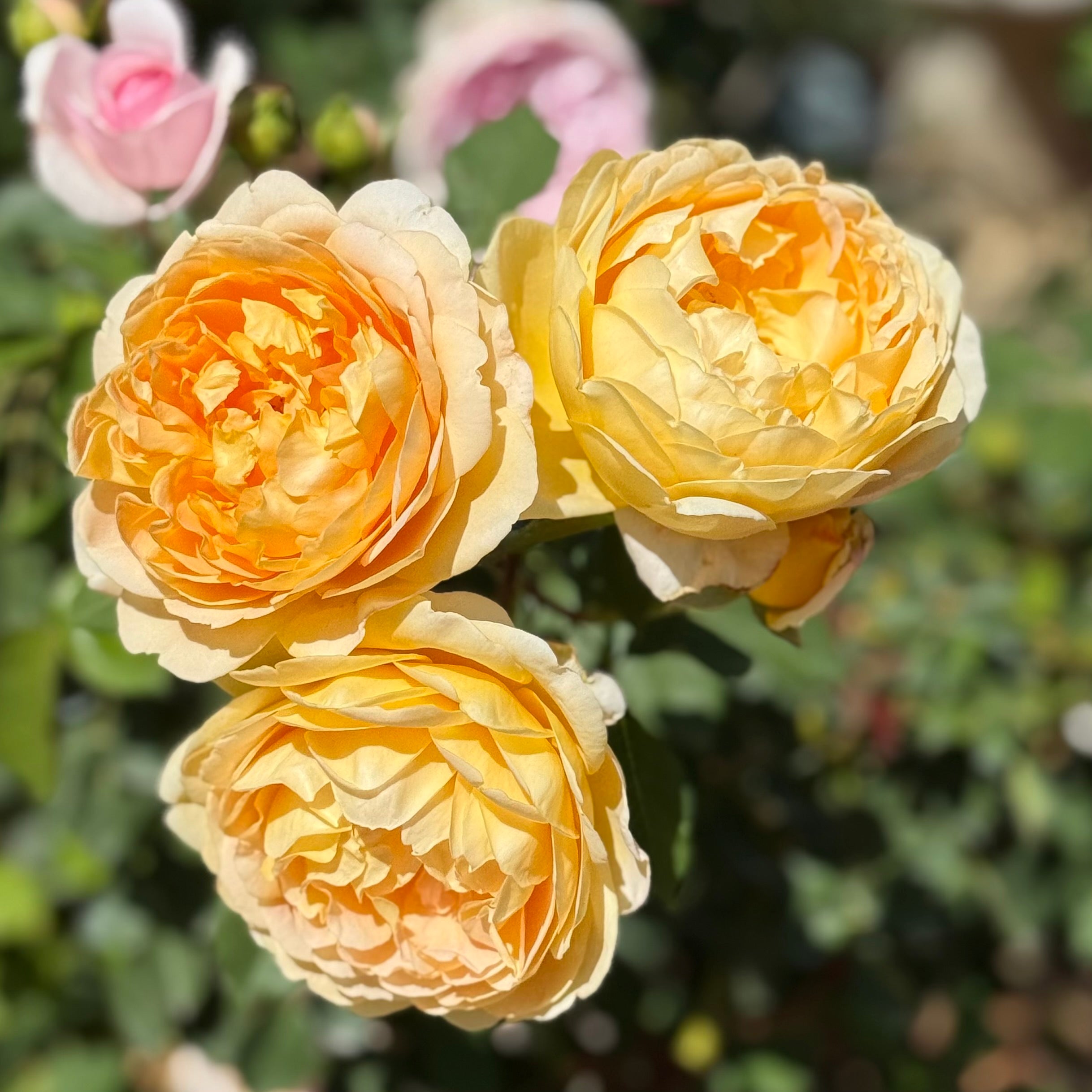 David Austin® Golden Celebration® Potted Climbing Rose