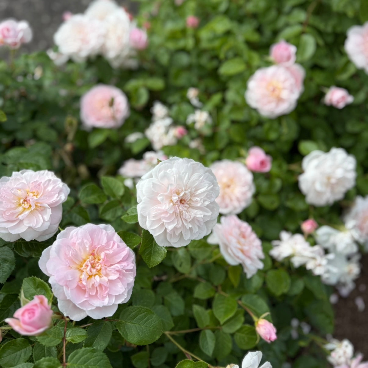 David Austin® Elizabeth® Potted Rose Bush