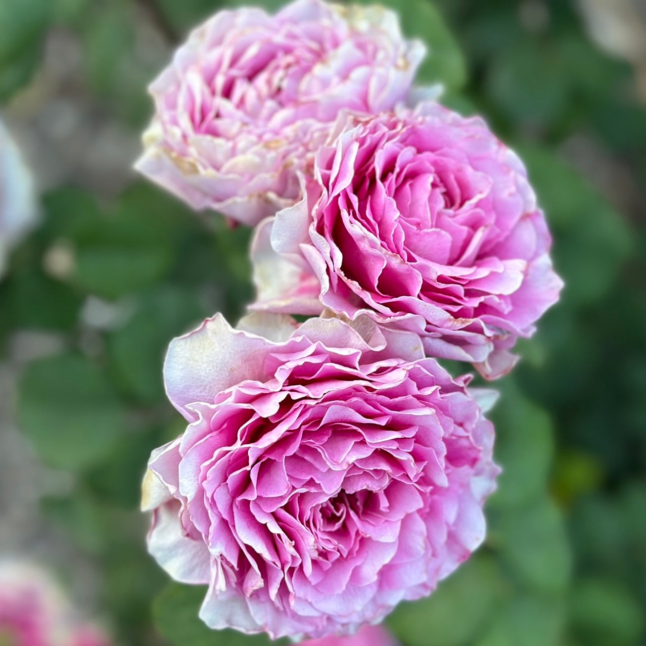 Silk Garment™ Climbing Potted Rose