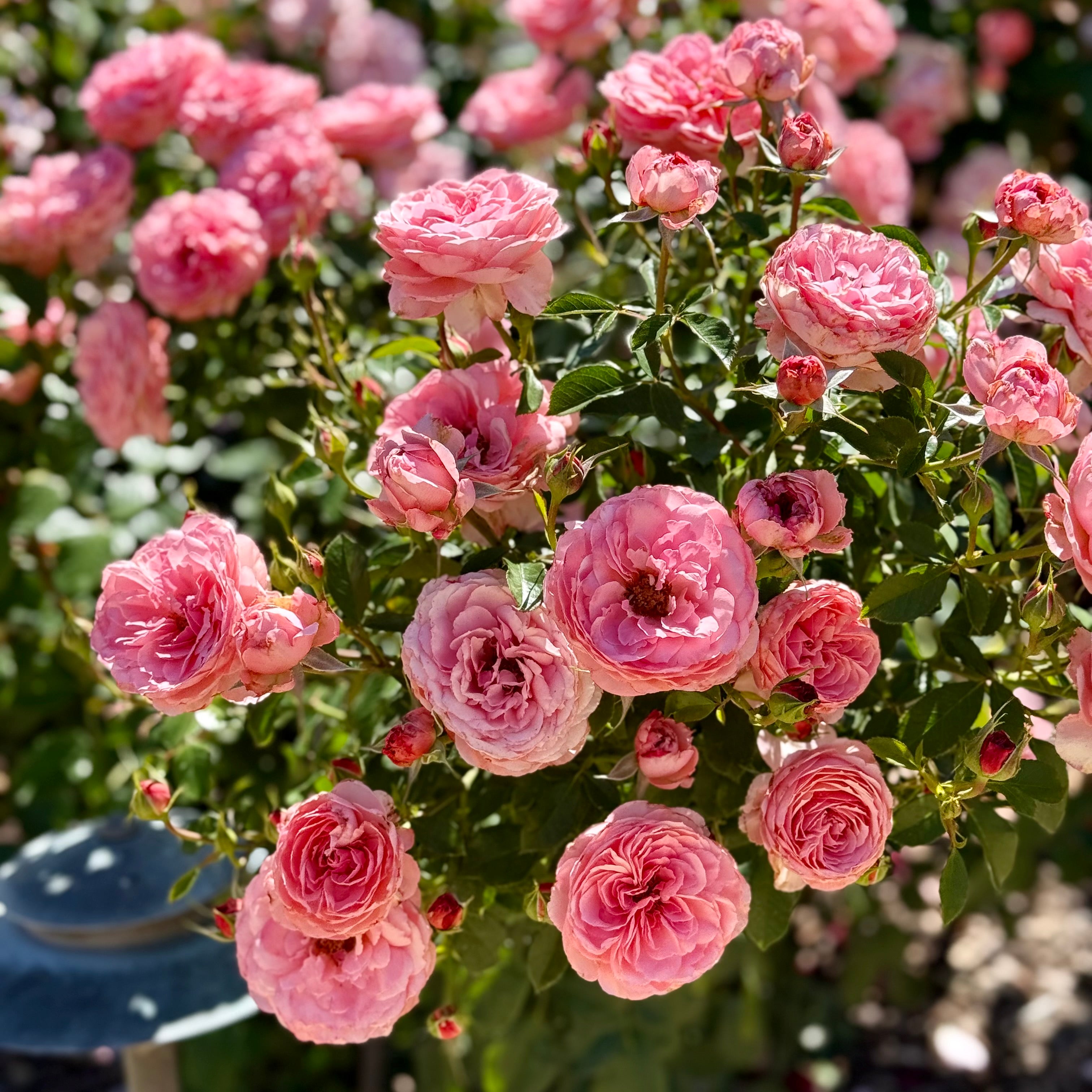 Sexy Rexy® Potted Rose Bush