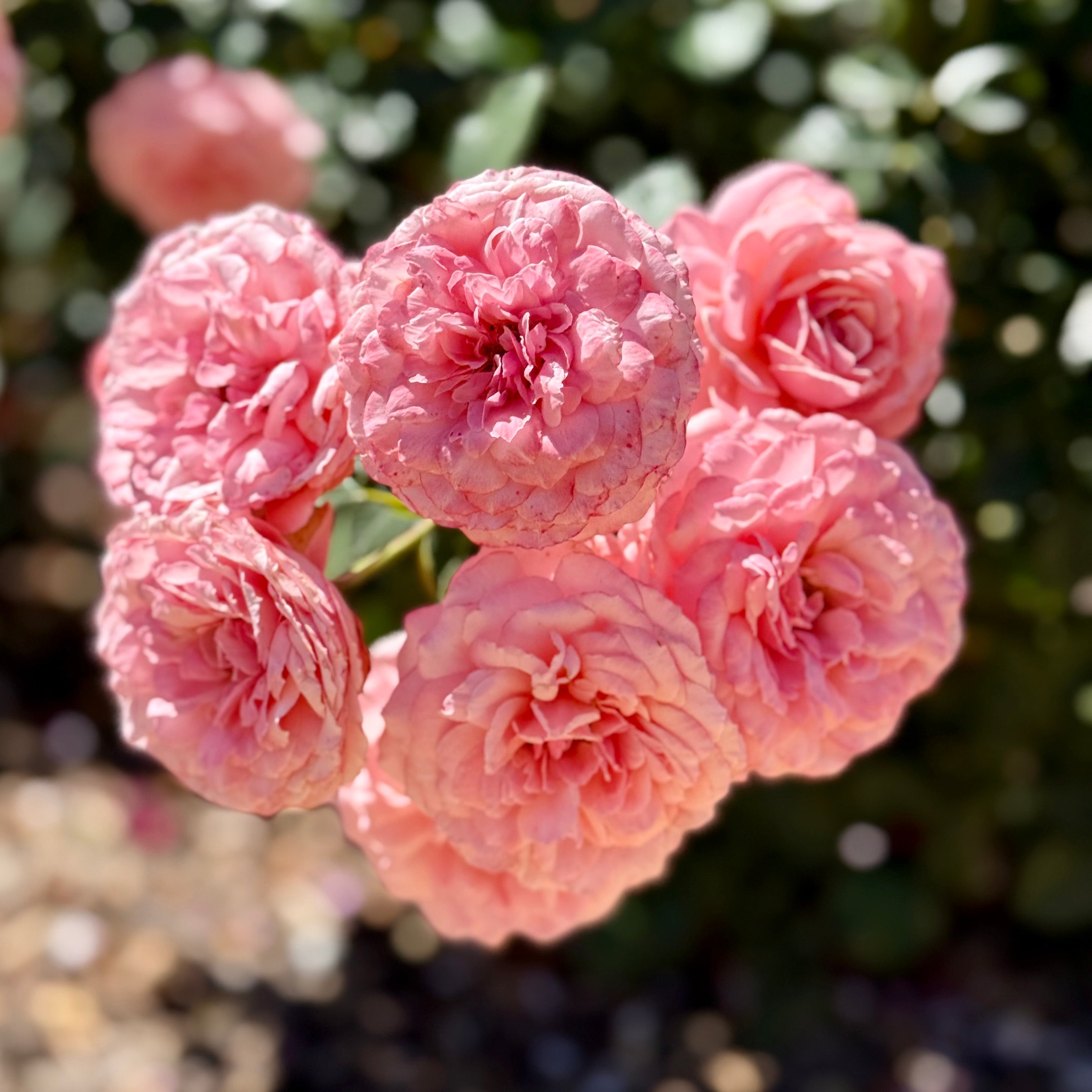 Sexy Rexy® Potted Rose Bush