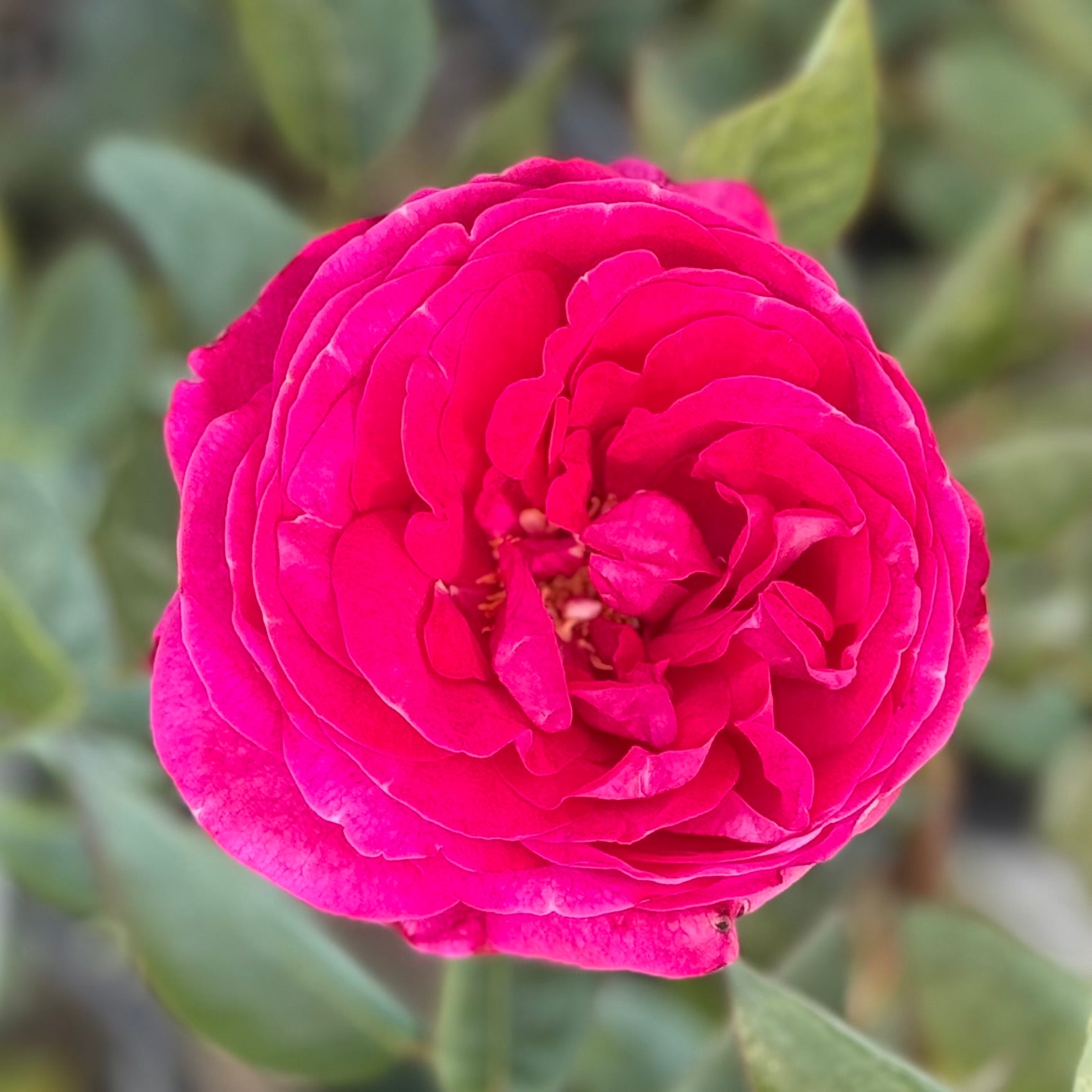 Delphine-Grace™ Potted Rose Bush