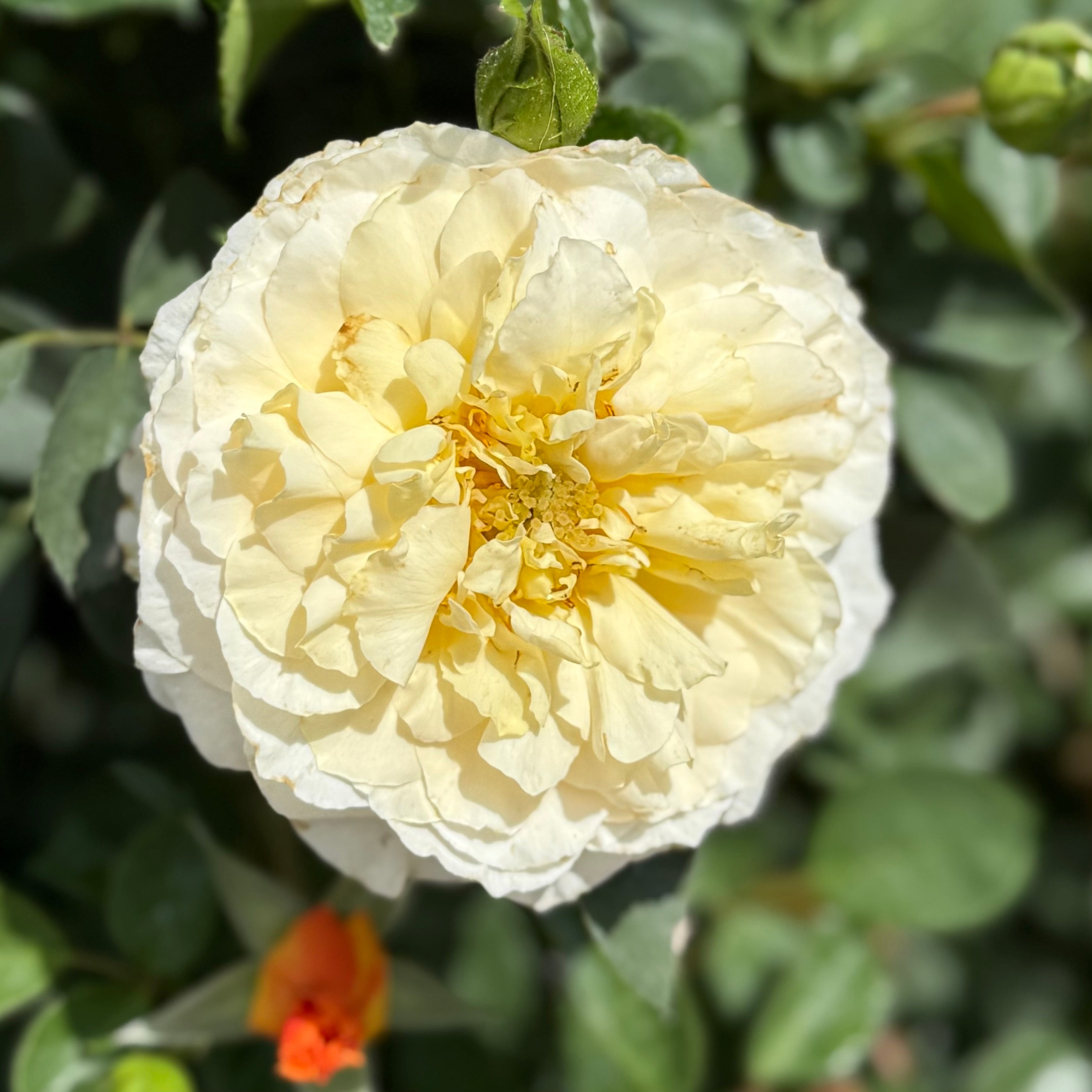 Proven Winners® Reminiscent® Crema Potted Rose Bush