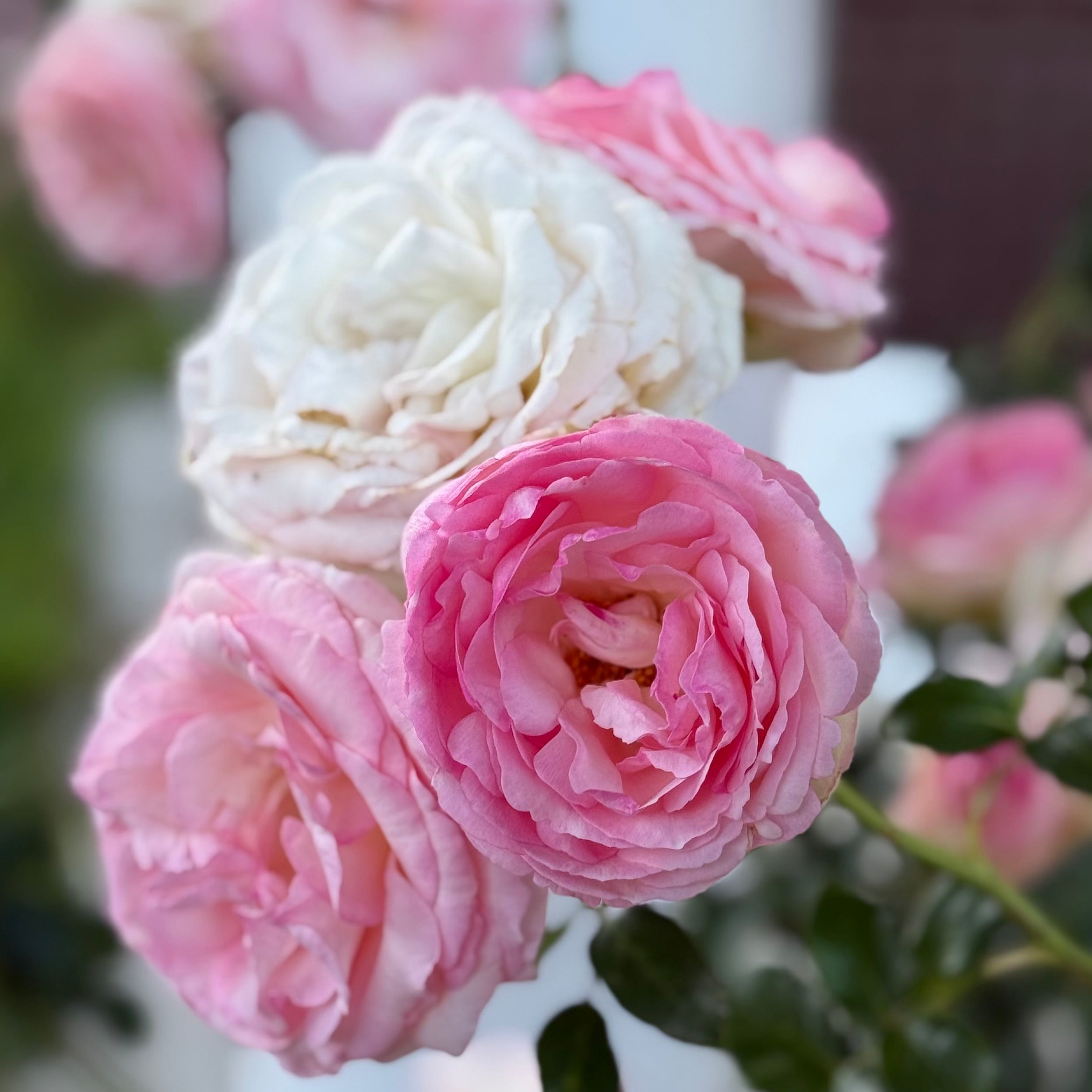 Eden Climber® Potted Climbing Rose