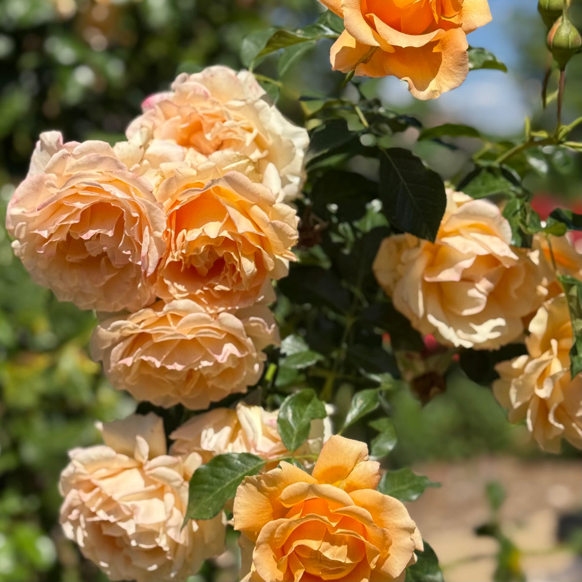 Golden Opportunity™ Bare Root Climbing Rose Bush