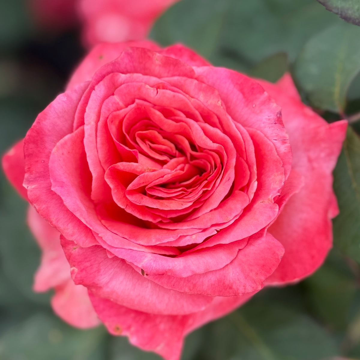 Sedona® Bare Root Tree Rose