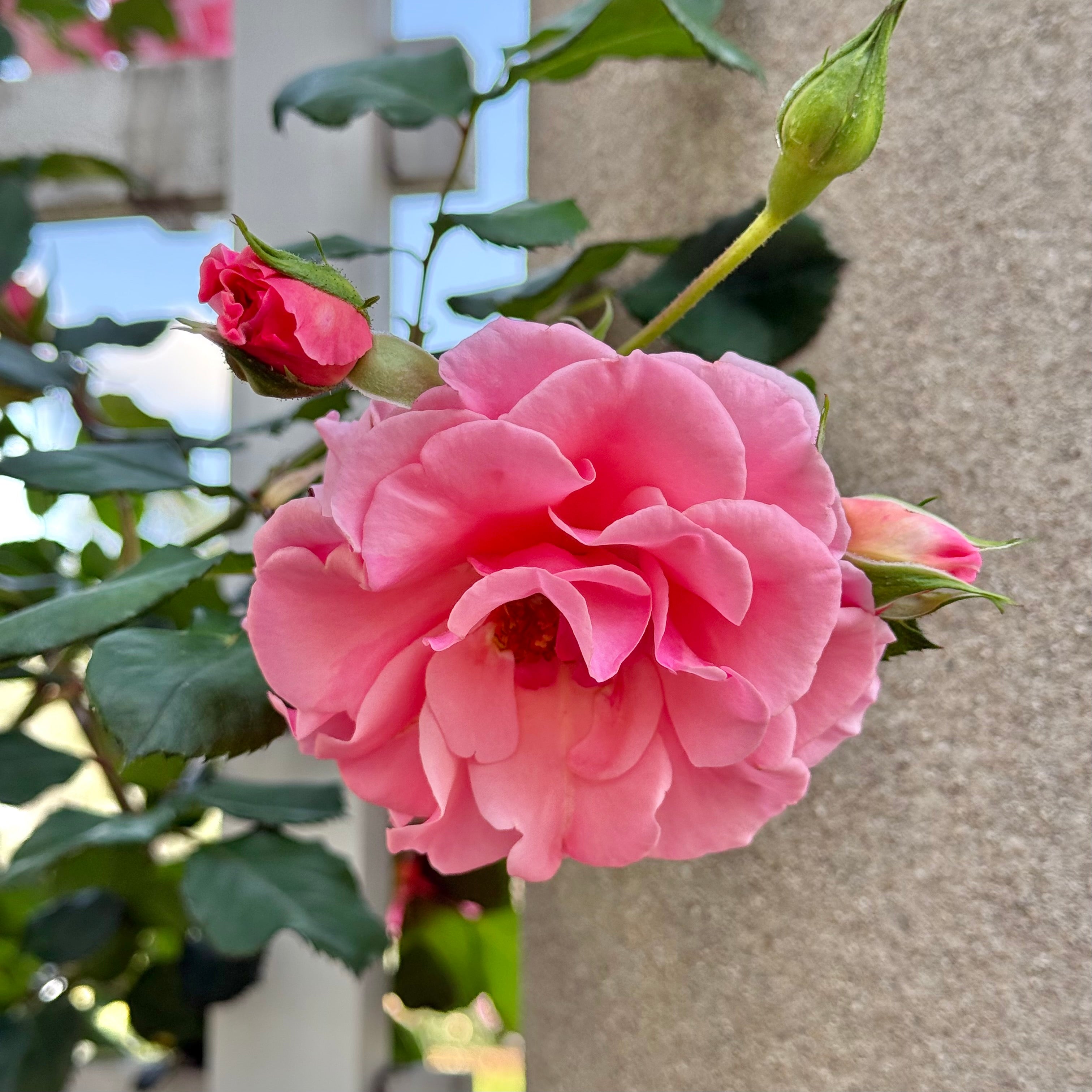 Dream Weaver™ Potted Climbing Rose