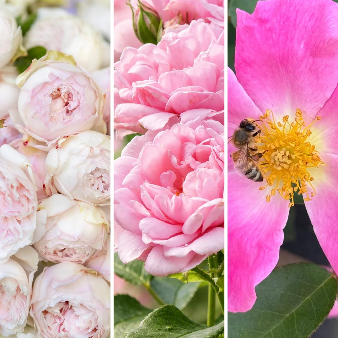 Gracie's Gem Box OPAL - Designer 3 Pack - Parfuma® Earth Angel™ & Reminiscent® Pink & Nearly Wild