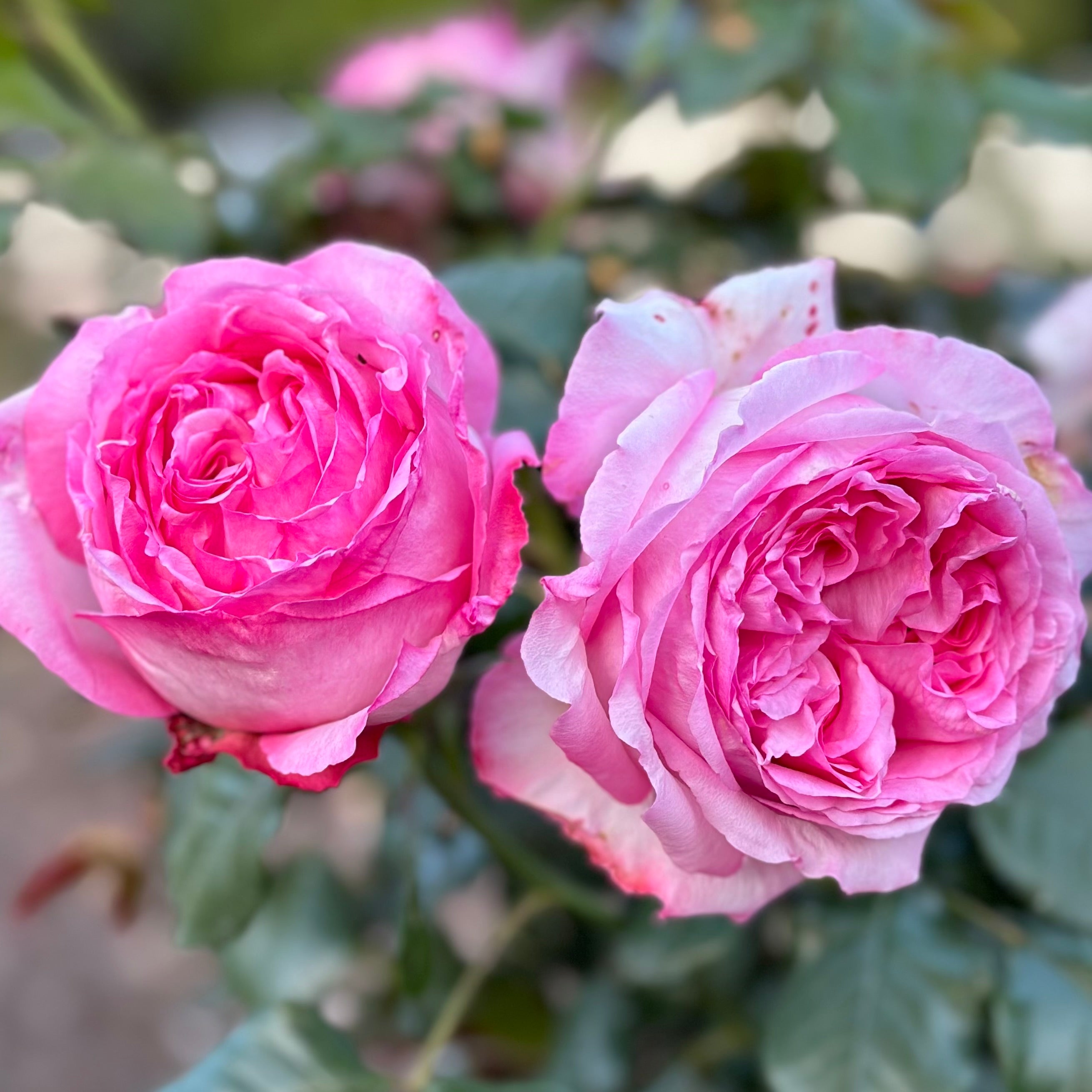 Romantica® Ball Gown™ Potted Rose Bush