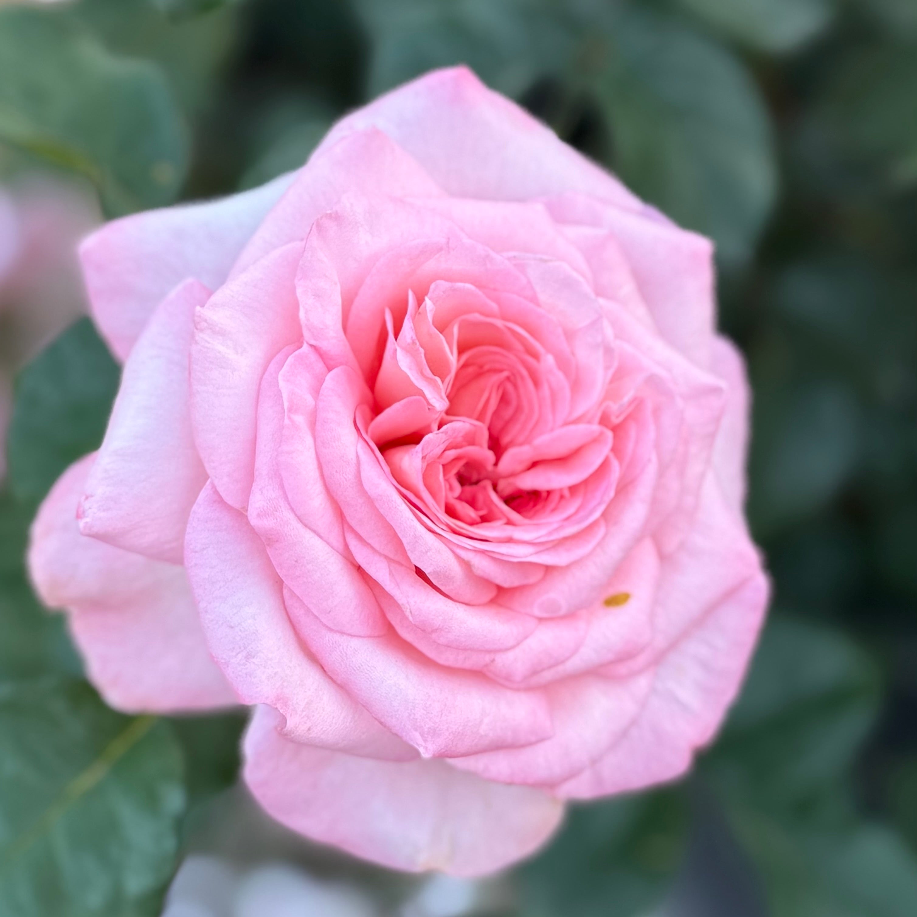 Sunbelt® Savannah™ Bare Root Rose Bush