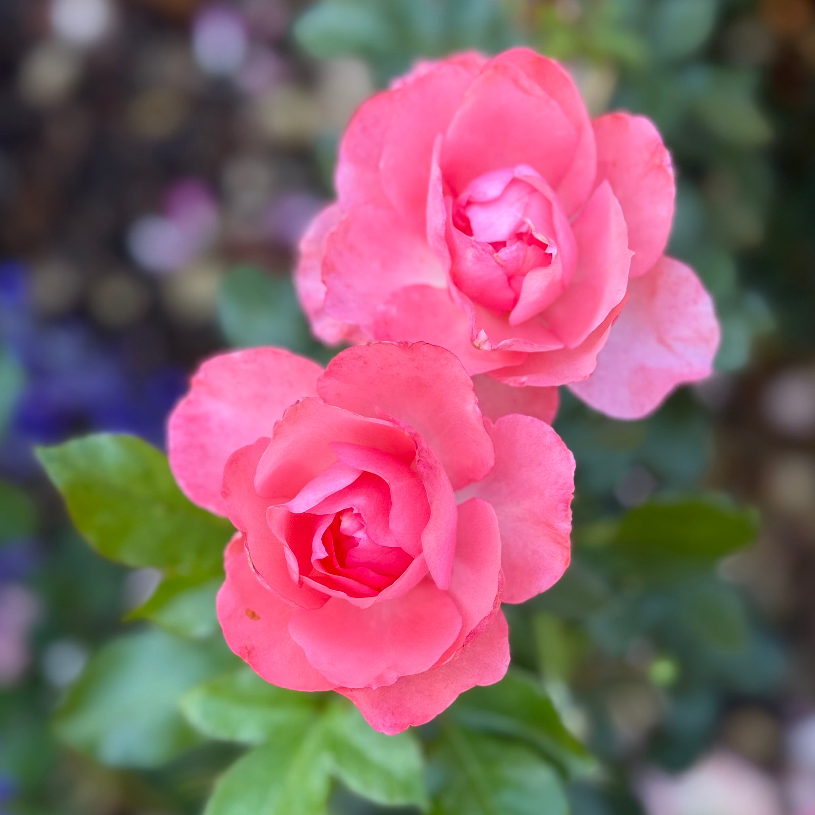 Passionate Kisses® Potted Rose Bush