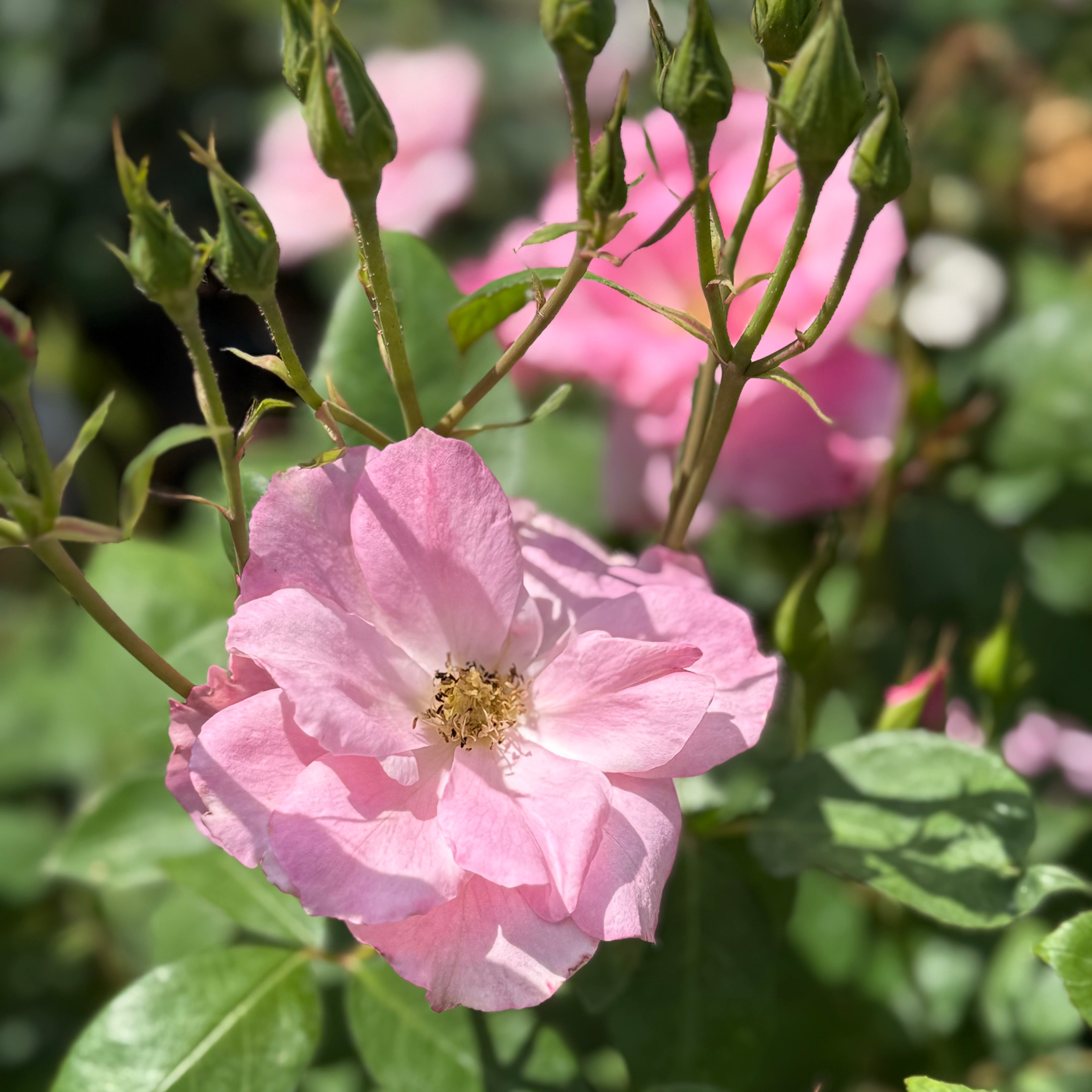Simplicity Pink Potted Rose Bush