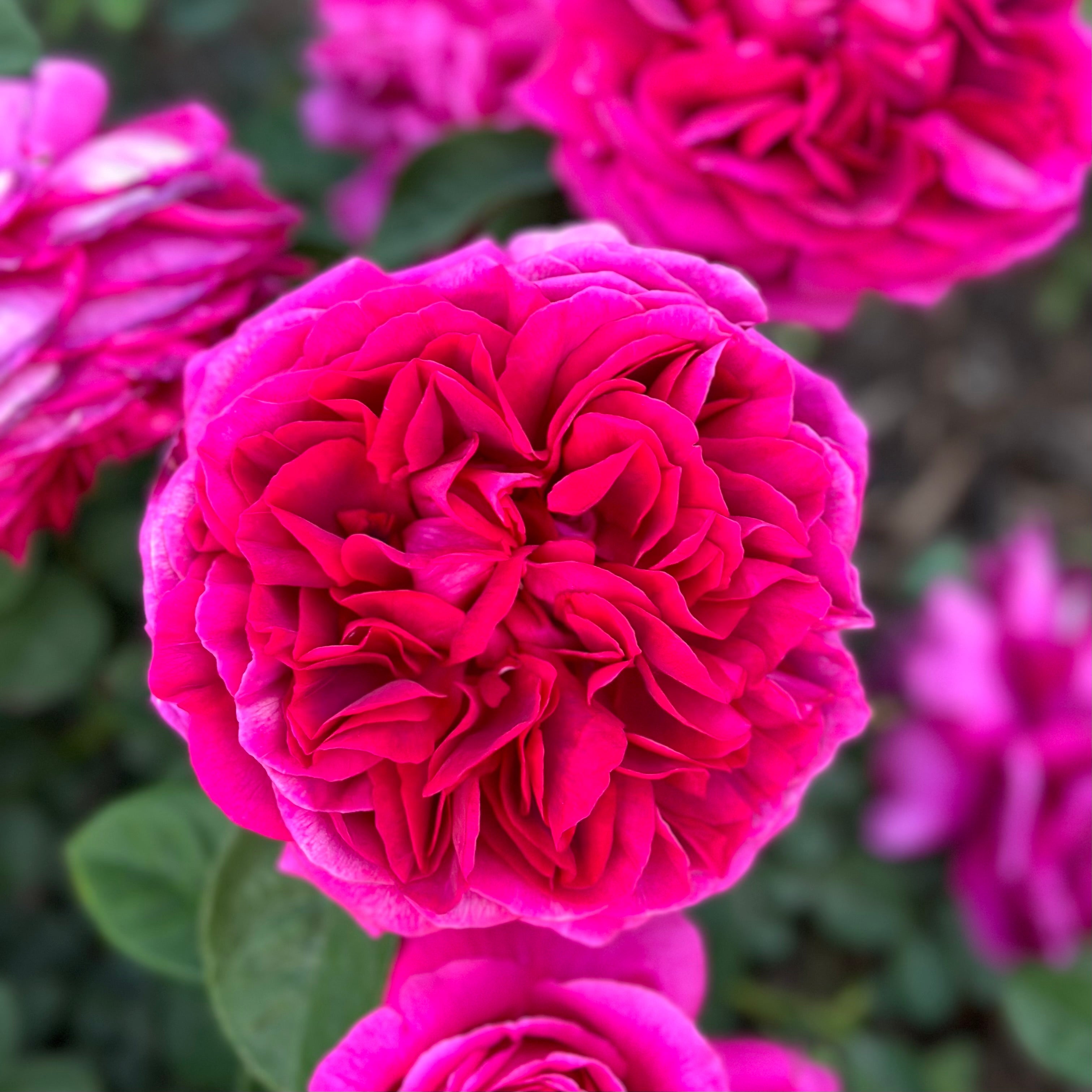 David Austin® The Dark Lady Potted Rose Bush
