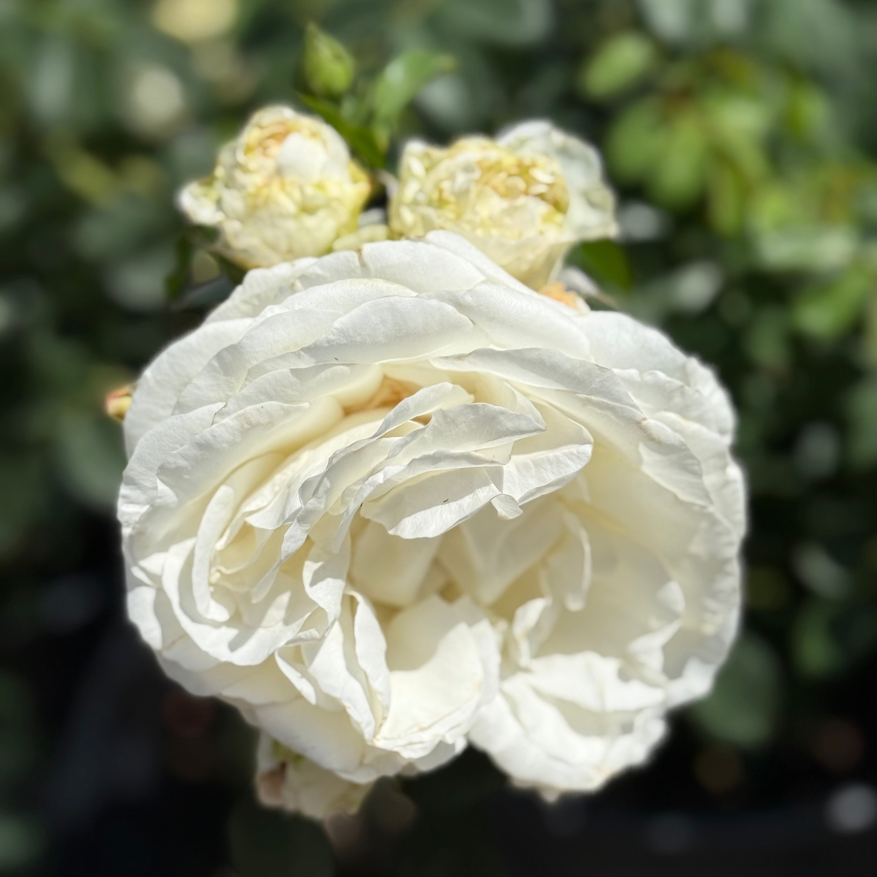 Fairytale Roses® Kosmos® Potted Rose Bush