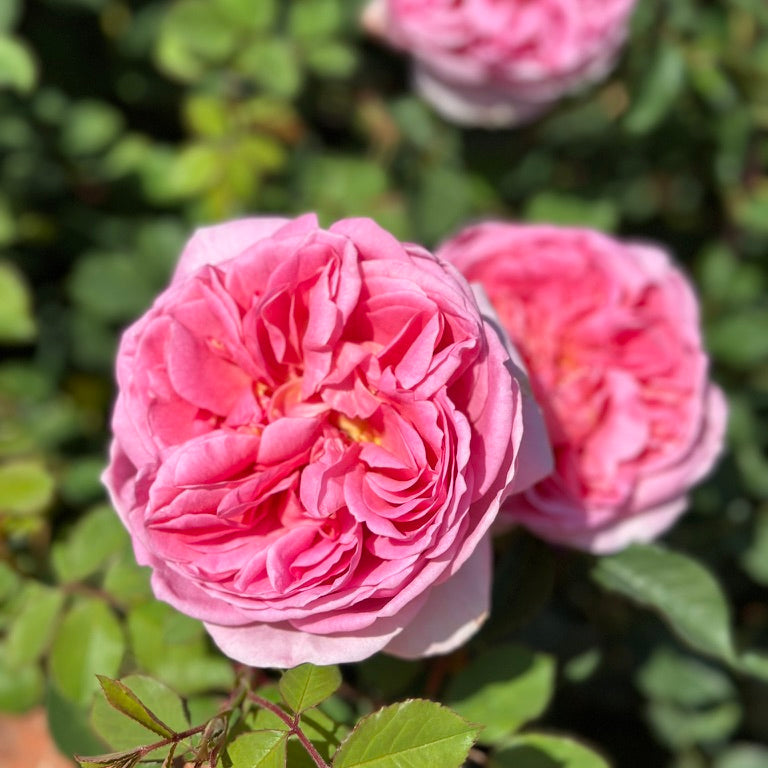 David Austin® Boscobel® Potted Rose Bush