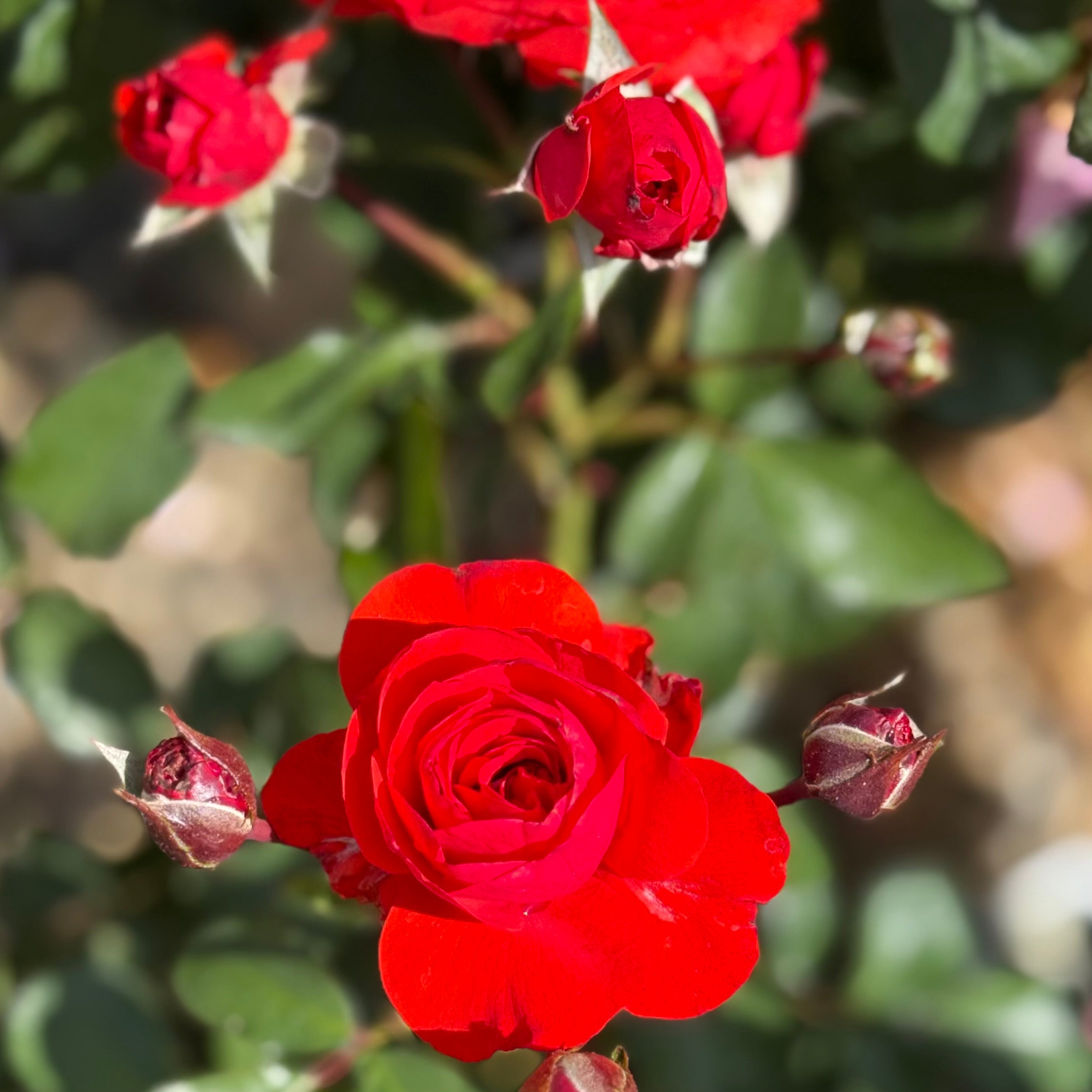 Trumpeter Potted Rose Bush