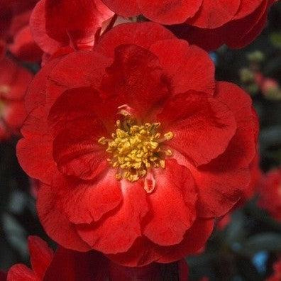 Chaenomeles speciosa 'Scarlet Storm' USPP 20,951 - PW® Double Take™ Scarlet Flowering Quince