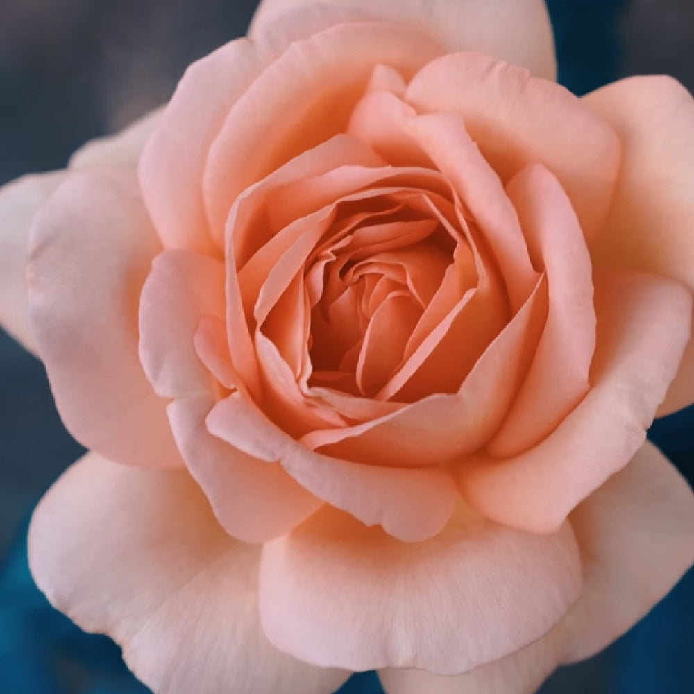Apricot Candy™ Bare Root Rose Bush