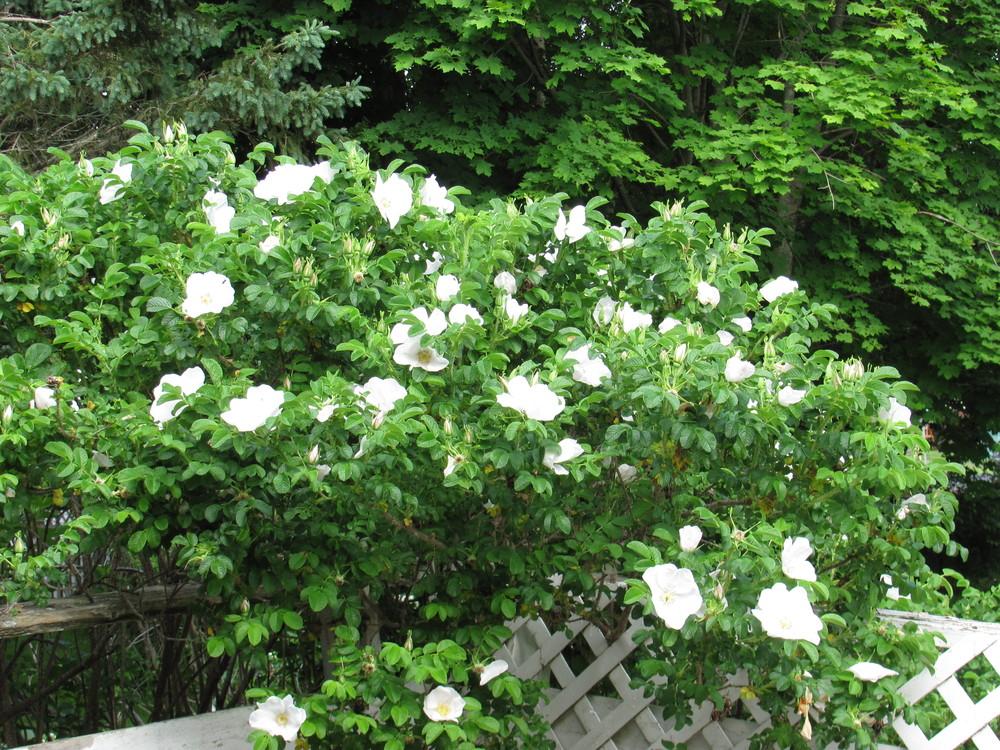 Ribbons of Roses™ Bundles of Bare Root Roses - Rosa rugosa 'Alba' - Pack of 10
