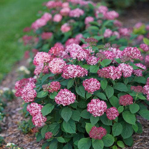 Hydrangea Invincibelle® Ruby Potted Hydrangea Plant