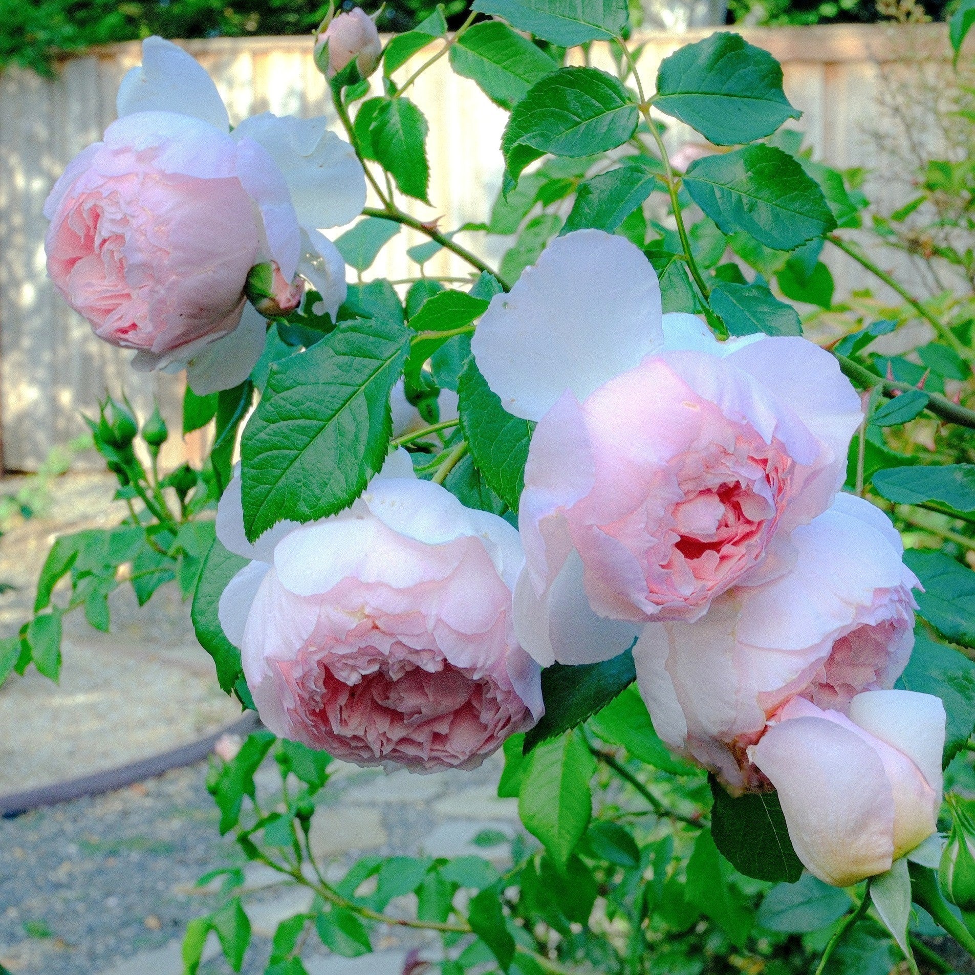 David Austin® The Wedgwood Rose™ Potted Rose Bush