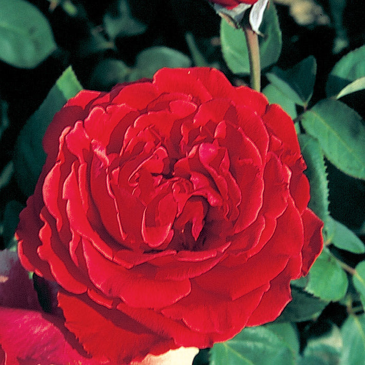 Rita McNeil Potted Rose Bush | Estate Rose Bush | Grace Rose Farm