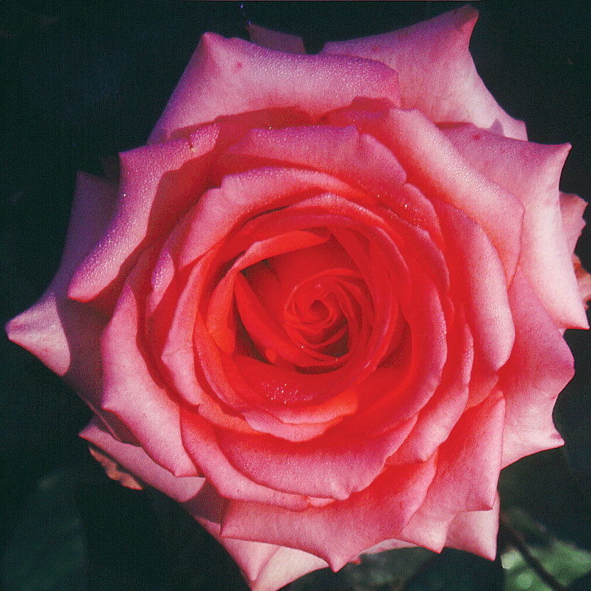 Lois Wilson Bare Root Rose Bush