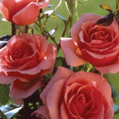 Lady Aberdeen Bare Root Rose Bush