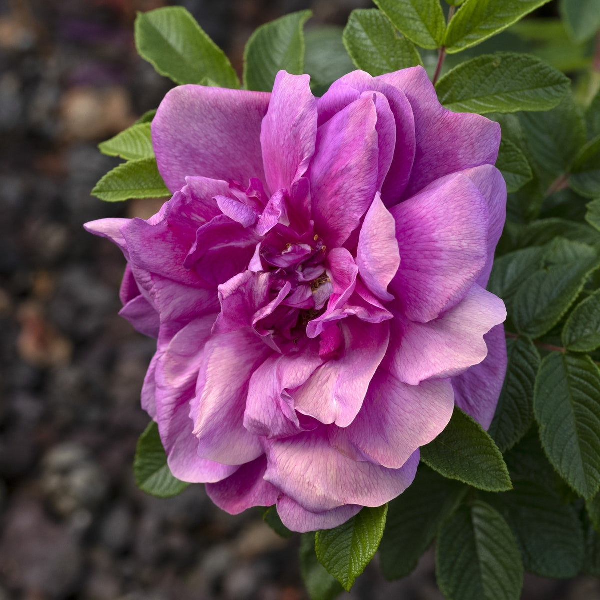 Hansa Bare Root Rose Bush