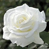 Sugar Moon™ Potted Tree Rose