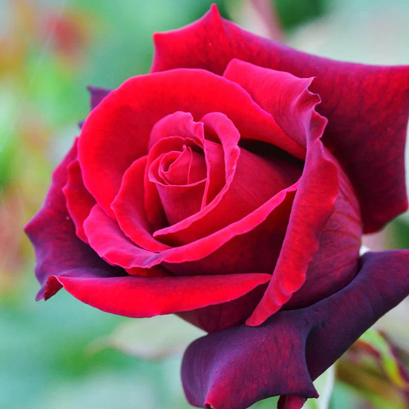 【love rose様】専用・赤360g×3≪リクエスト特割特価≫ Lasting Love Tree Rose | Classic Red Tree Rose | Grace Rose Farm