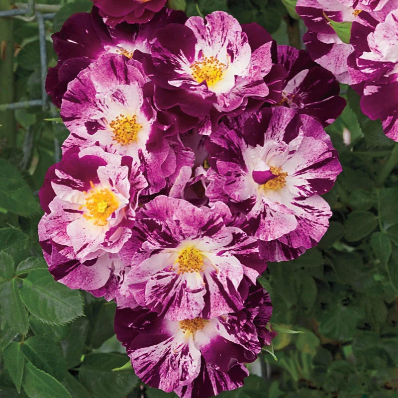 Purple Splash™ Bare Root Climbing Rose