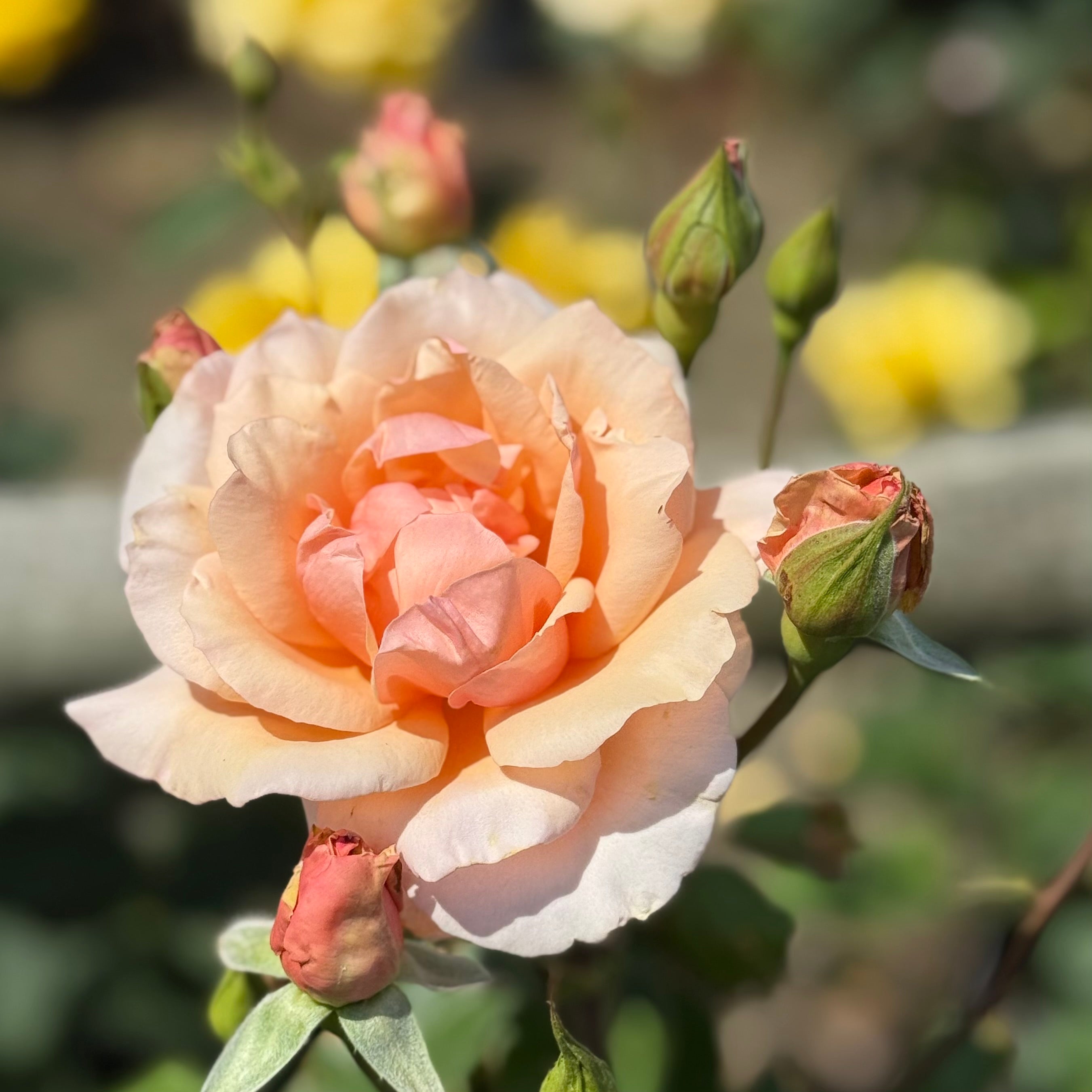 Mother of Pearl® Potted Rose Bush