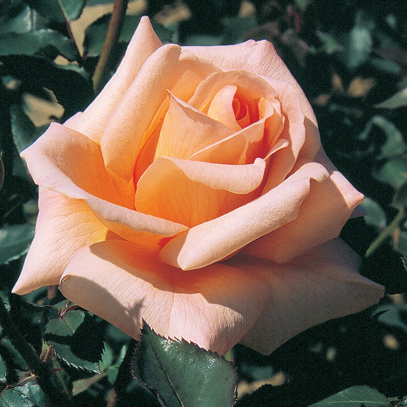 Special Occasion™ Bare Root Rose Bush