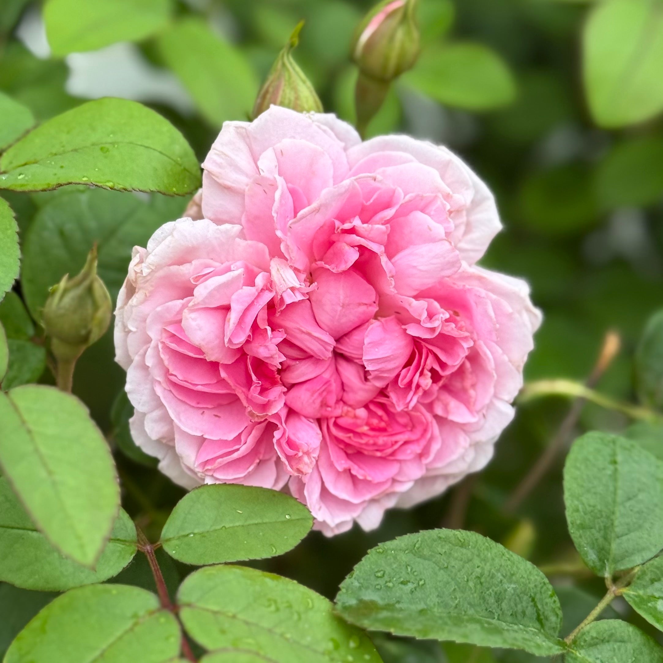 David Austin® The Cottage Rose® Potted Rose Bush