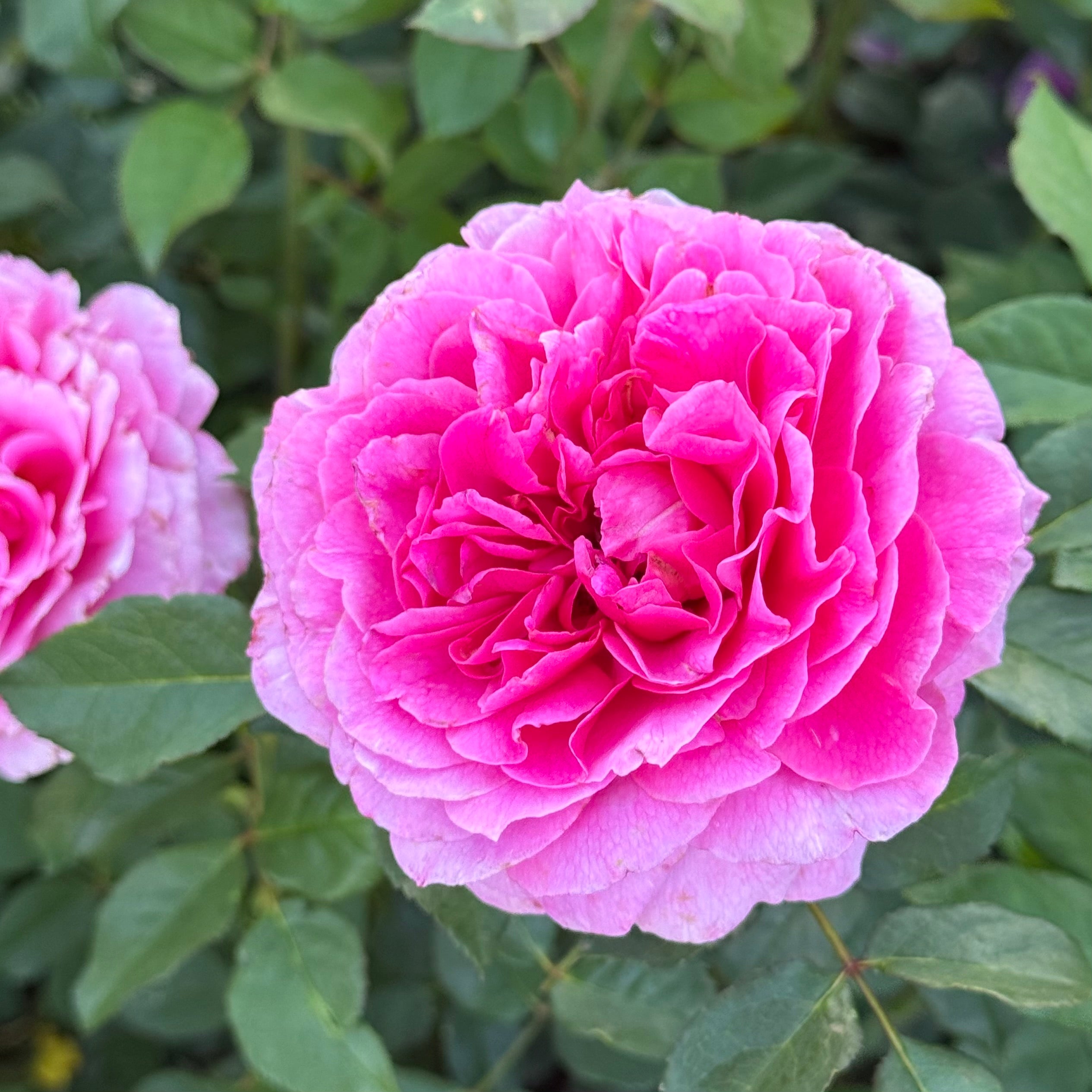 David Austin® Gabriel Oak Potted Rose Bush