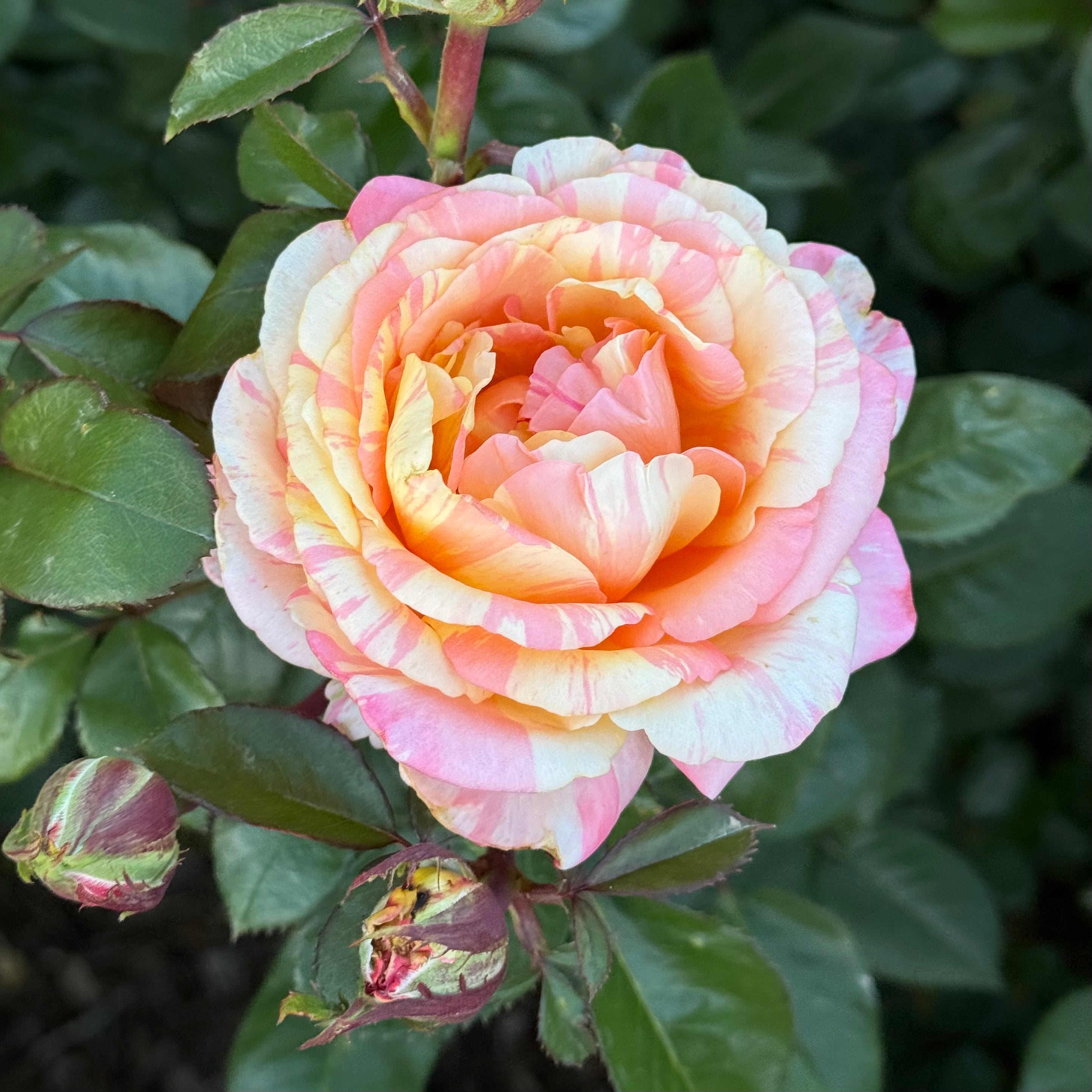Peach Swirl™ Potted Rose Bush