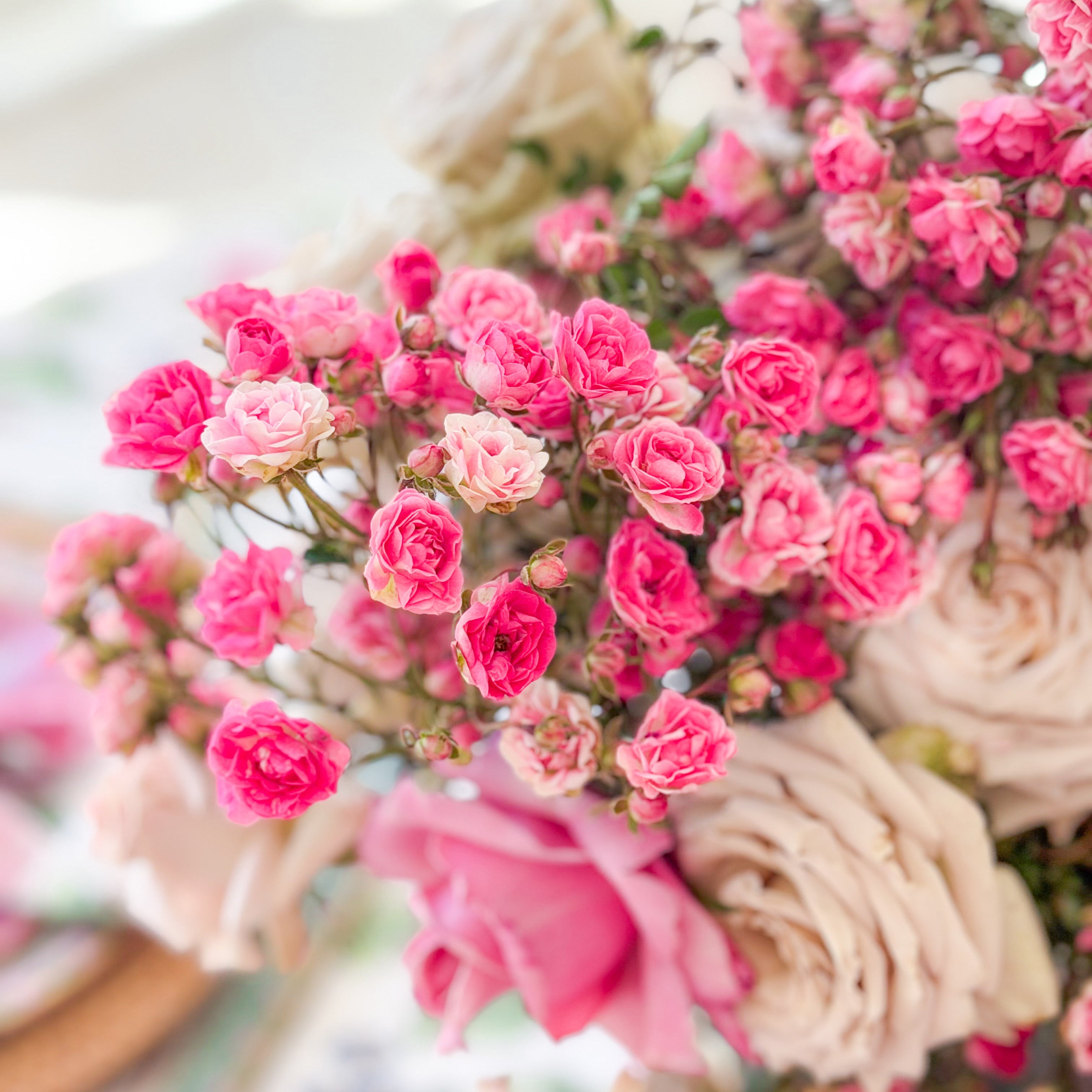 Wanderlust Roses™ Gypsy™ Potted Rose Bush