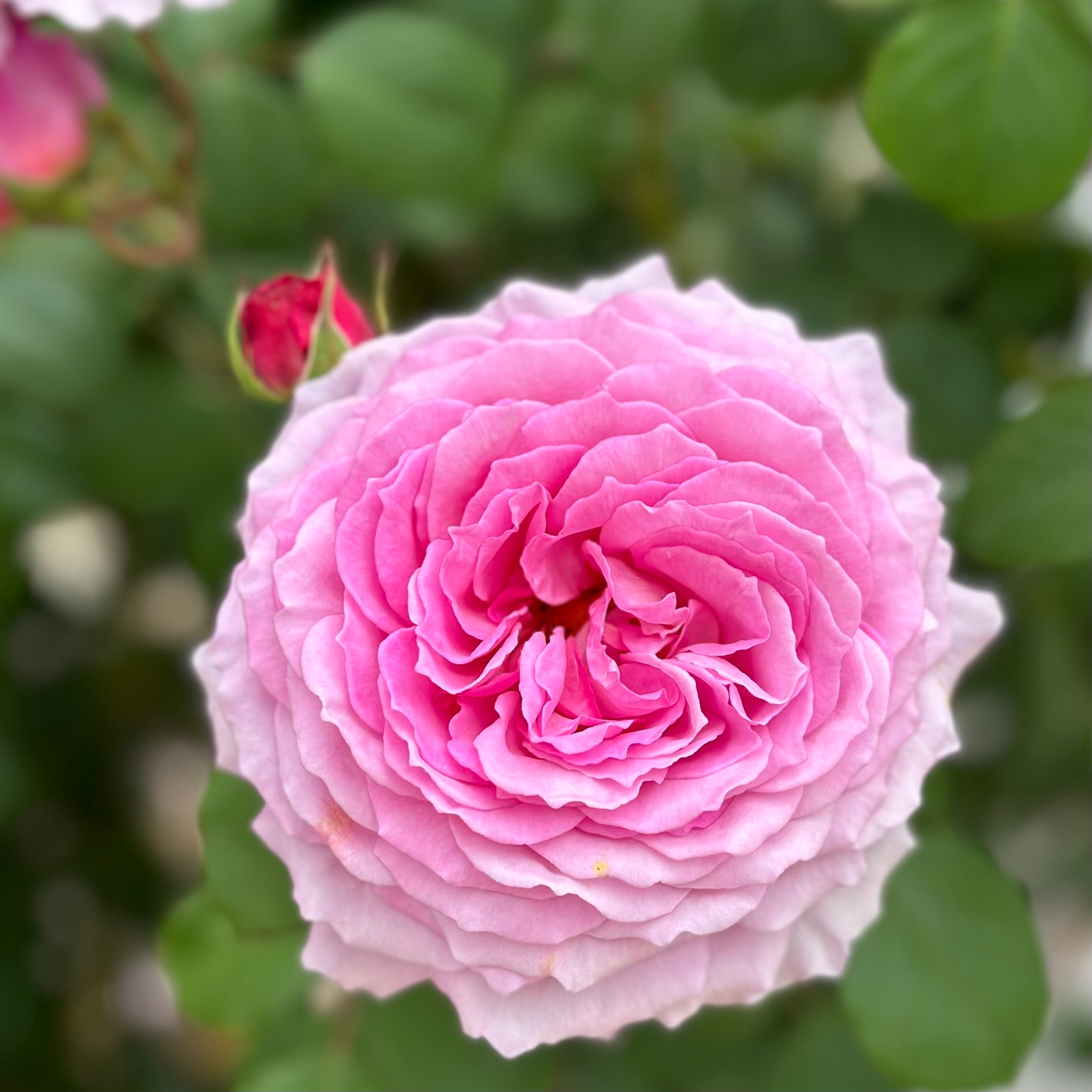 David Austin® James Galway® Potted Climbing Rose