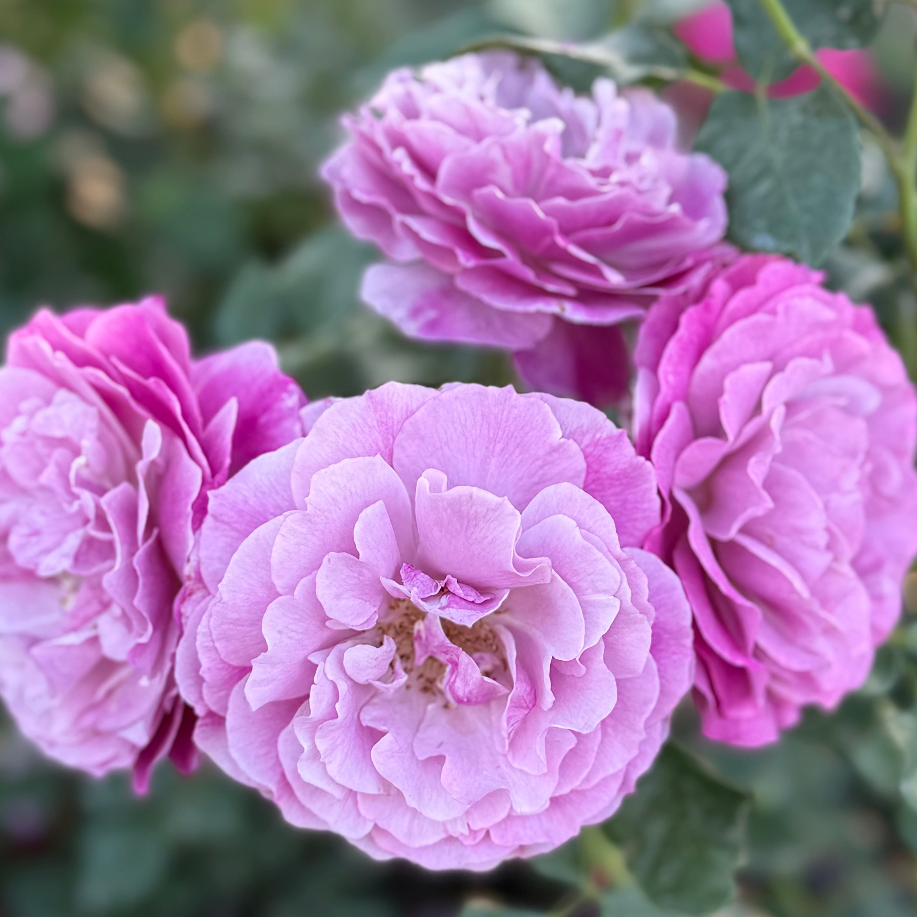 Wild Blue Yonder™ Bare Root Rose Bush