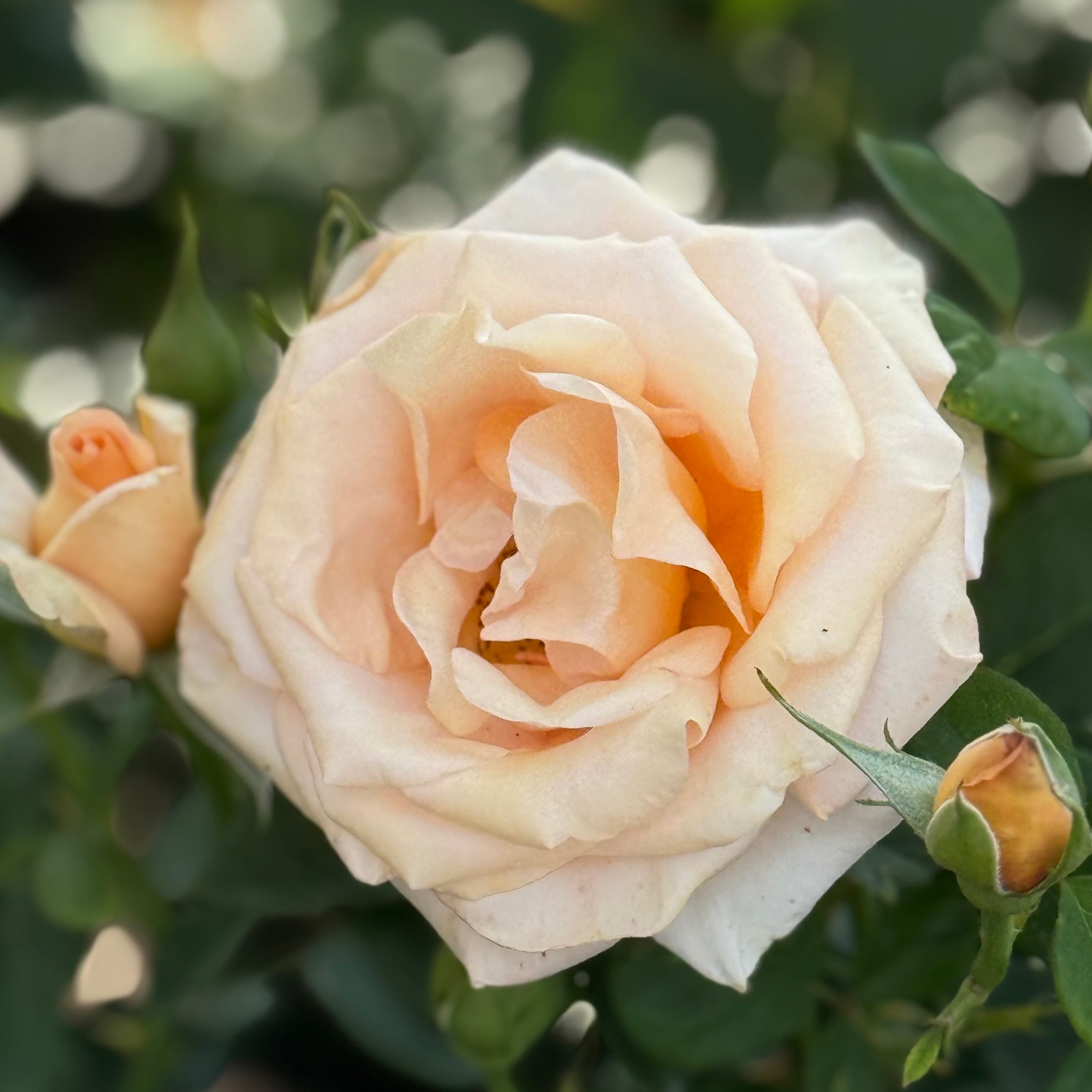 Sunset Celebration Potted Rose Bush
