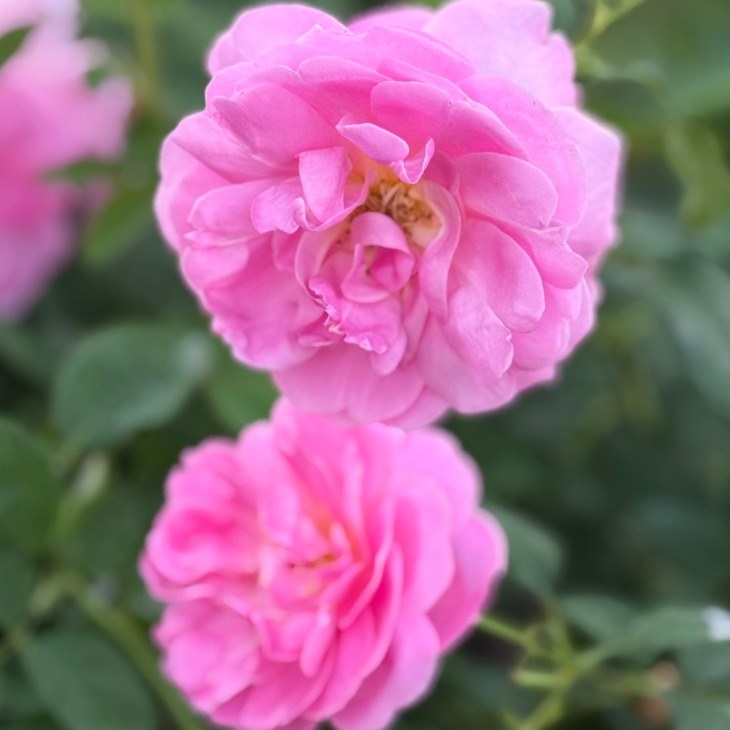 Sitting Pretty™ Potted Rose Bush