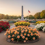 Glowing Peace™ Bare Root Rose Bush