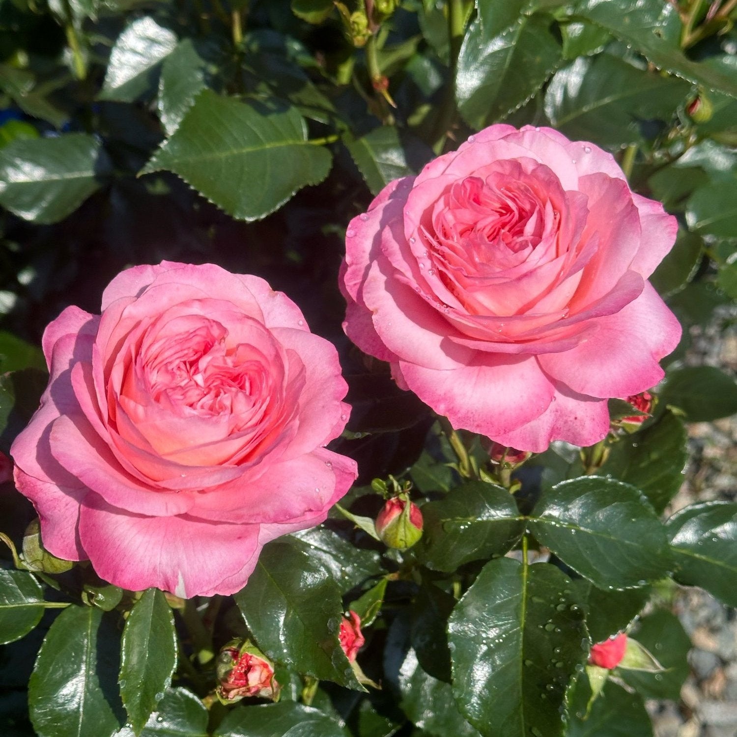 Leap of Faith™ Potted Rose Bush