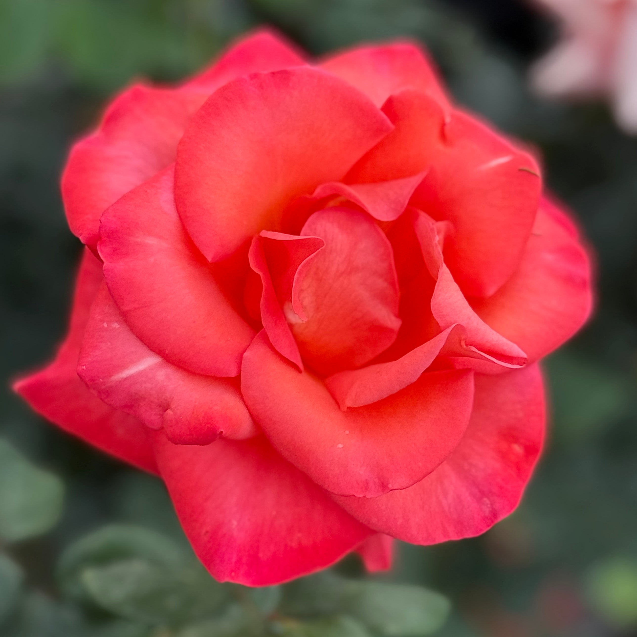Ring of Fire™ Potted Rose Bush