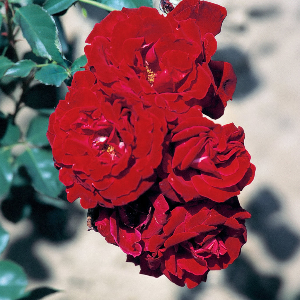 Red Fountain Bare Root Climbing Rose