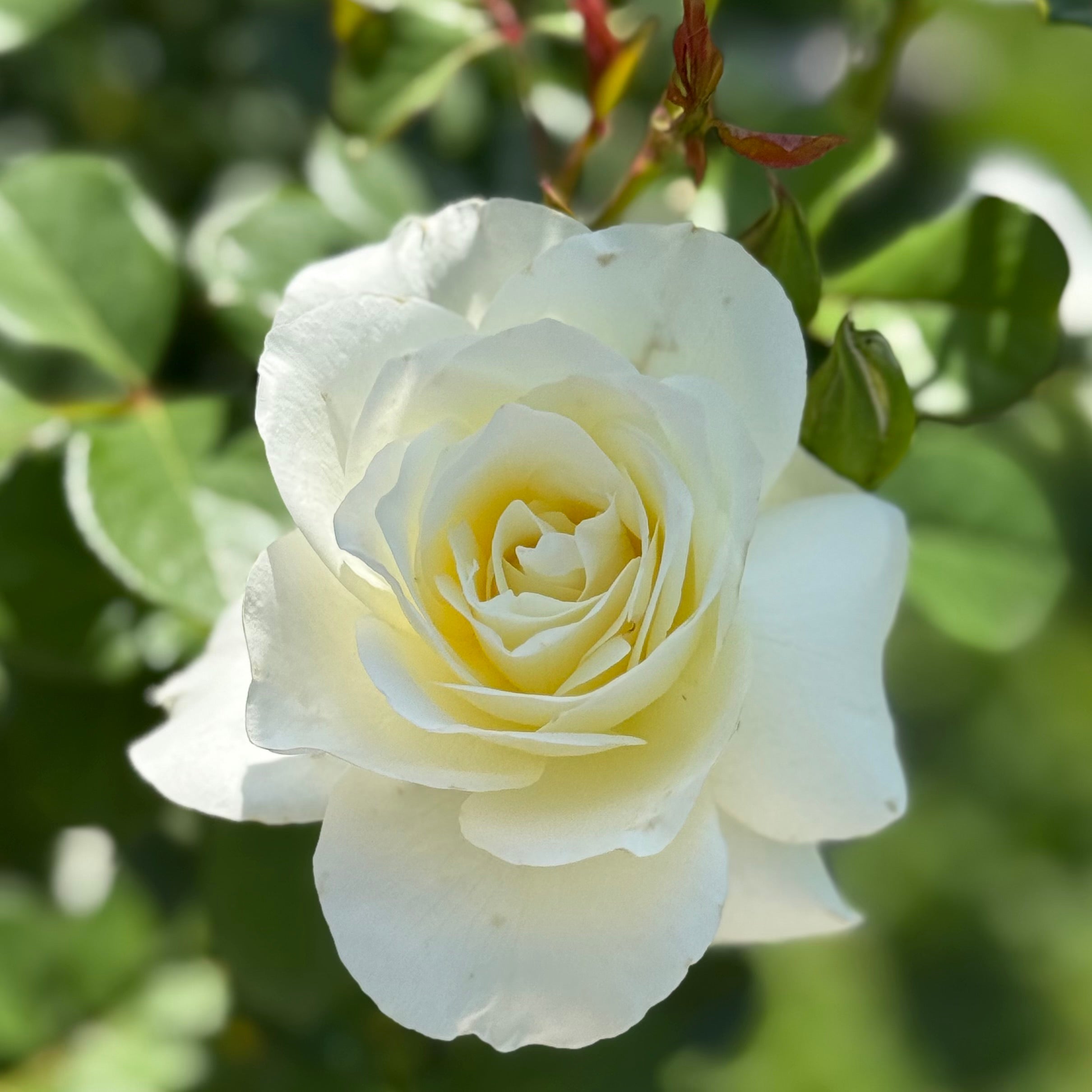 Moondance Potted Rose Bush