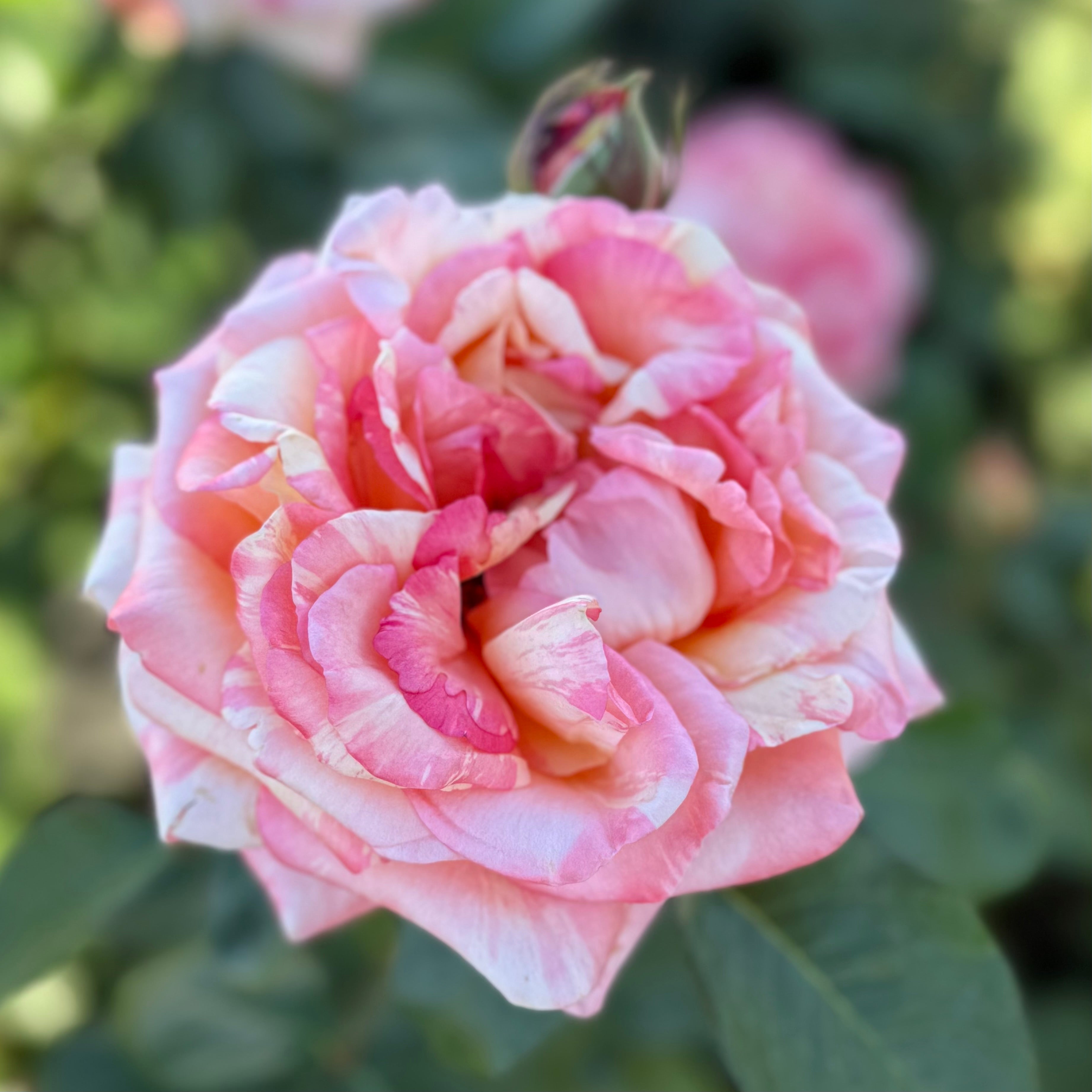 Peach Swirl™ Potted Rose Bush
